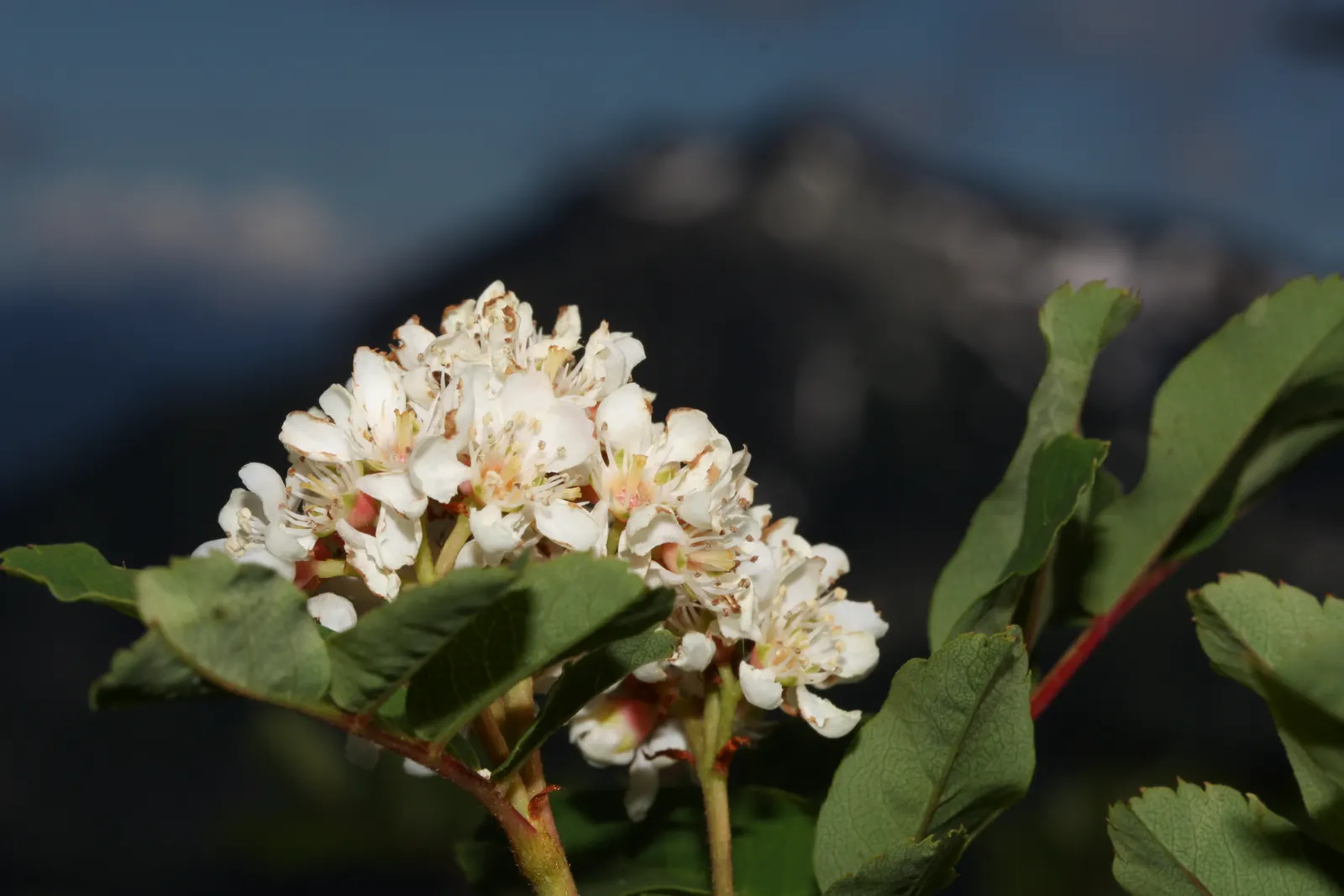 Western Mountain Ash (Sorbus Sitchensis) — This tree typically attains a height of 13-26 feet with a similar spread