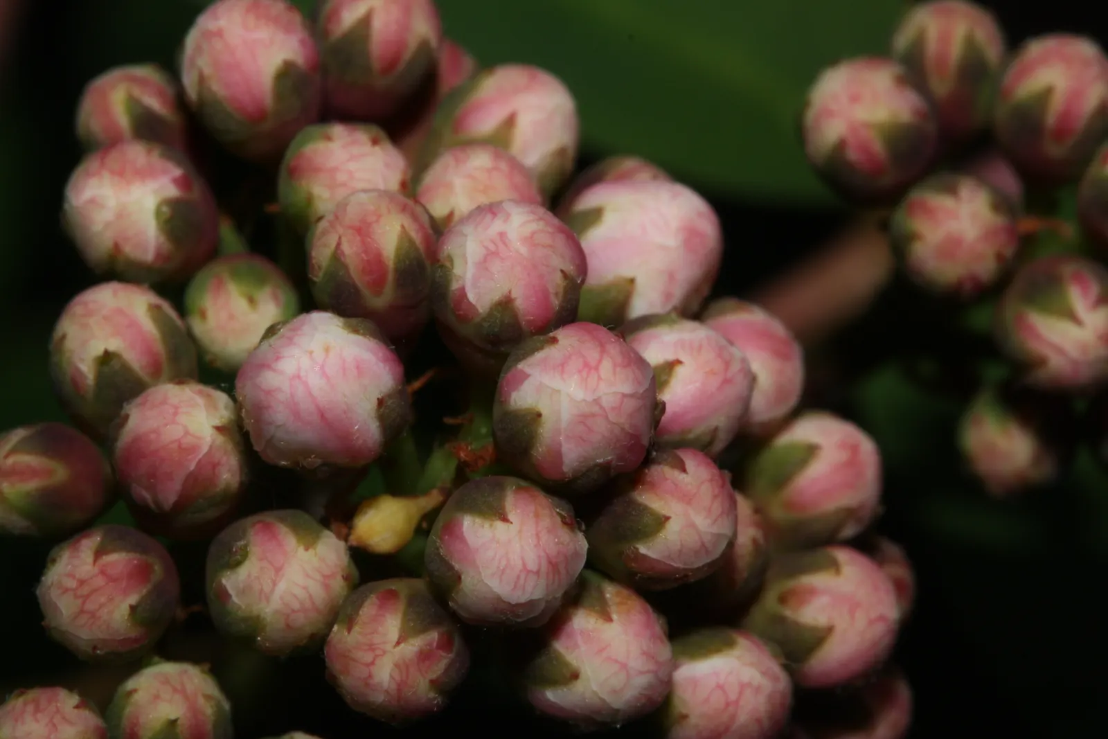 Western Mountain Ash (Sorbus Sitchensis) — It is a splendid addition to any landscape design, offering visual interest across all seasons