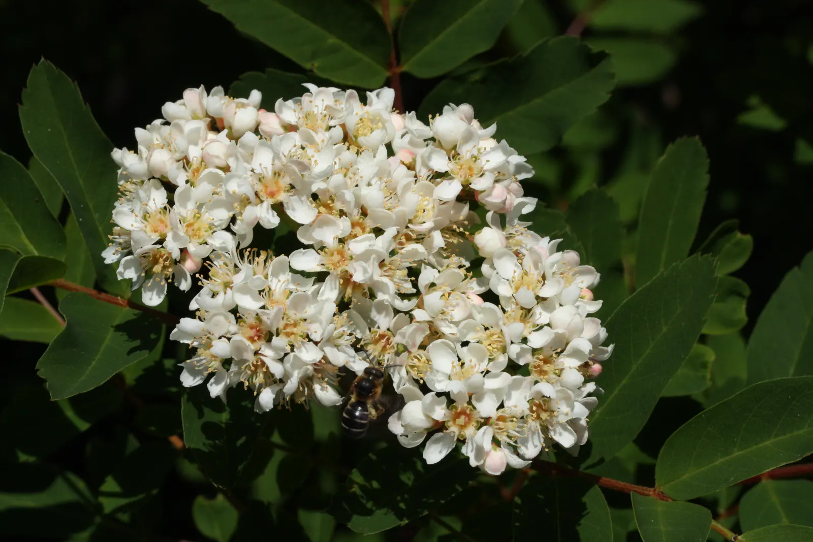 Western Mountain Ash (Sorbus Sitchensis) — The Western Mountain Ash, Sorbus sitchensis, is a deciduous tree native to the Pacific Northwest; clusters of white