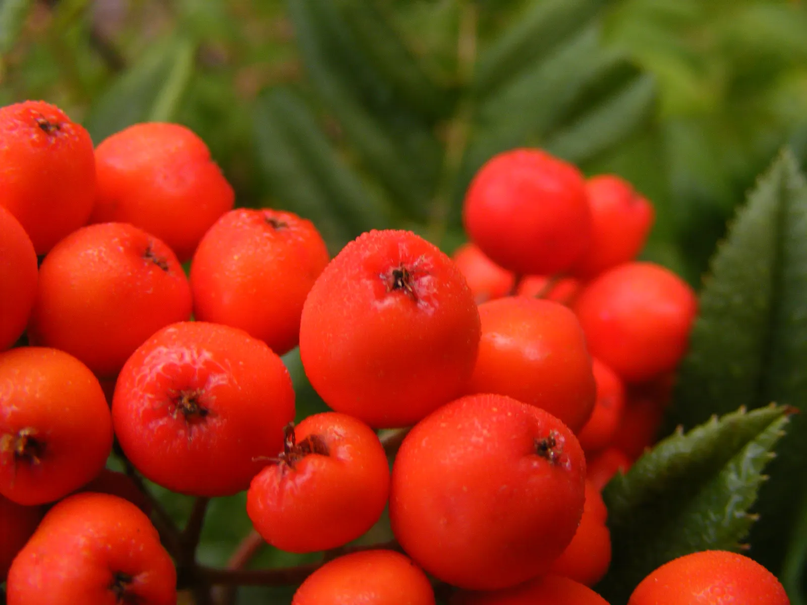 Western Mountain Ash (Sorbus Sitchensis) — the foliage transitions to striking shades of red and orange