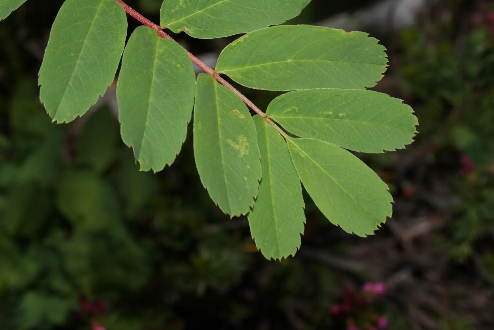 Western Mountain Ash (Sorbus Sitchensis) — each cluster stretching 4-6 inches across; adding a splash of warmth to the cooler landscape.<br><br>For best growth
