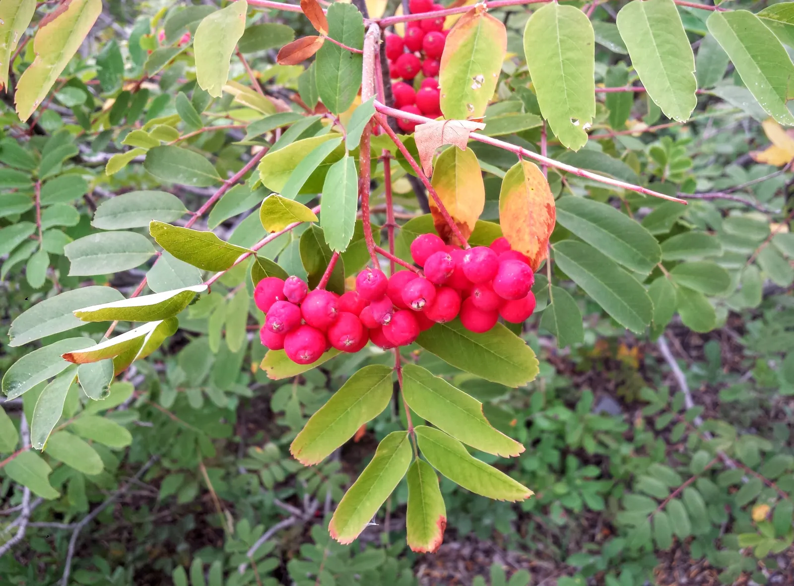 Western Mountain Ash (Sorbus Sitchensis) — is a breathtaking deciduous tree native to the Pacific Northwest