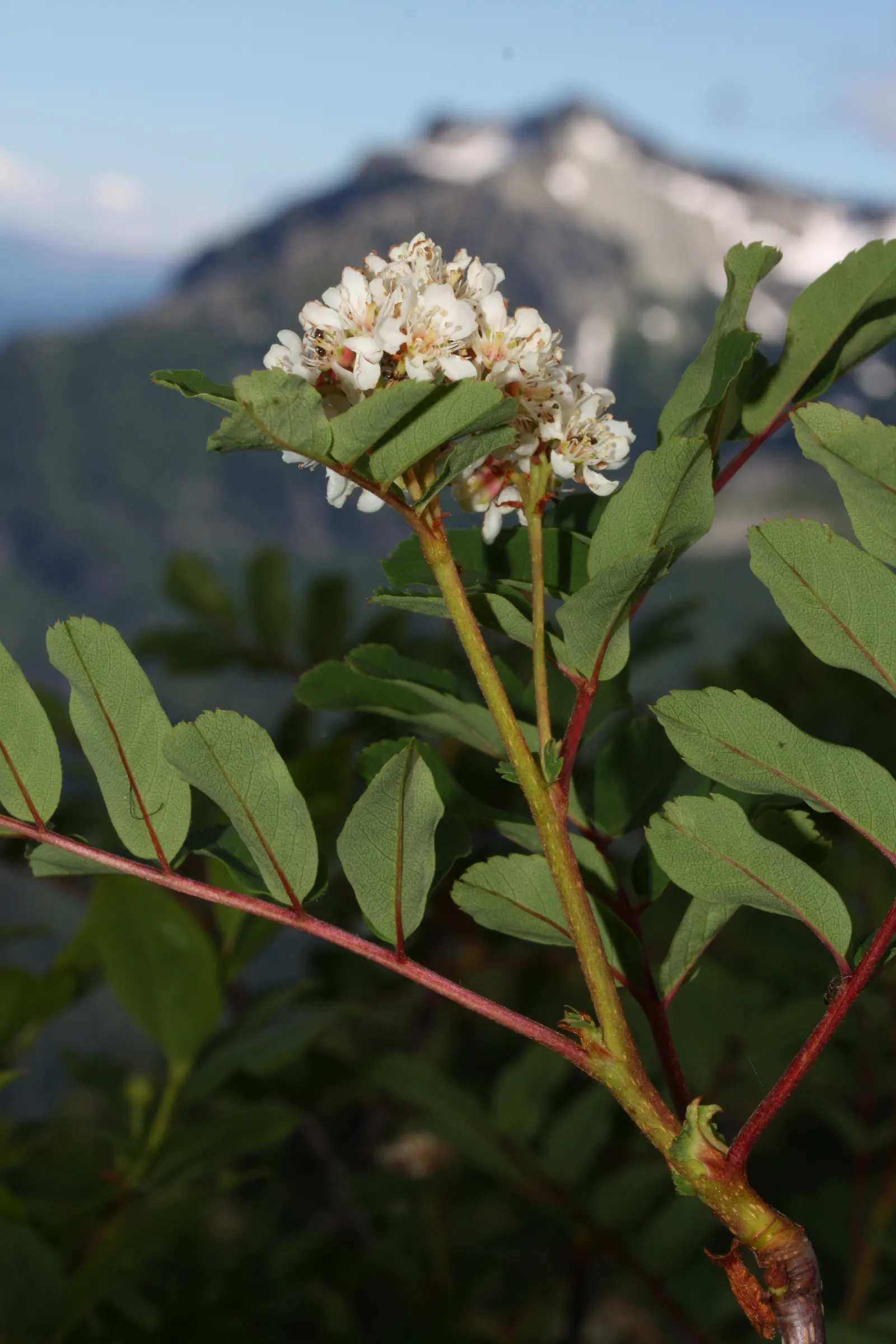 Western Mountain Ash (Sorbus Sitchensis) — orange-red berries in large clusters