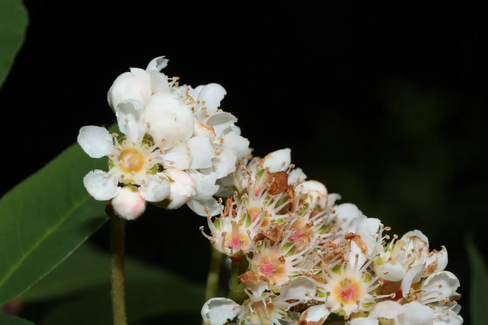 Western Mountain Ash (Sorbus Sitchensis) — the mountain ash greets gardeners with a showy display of white flowers