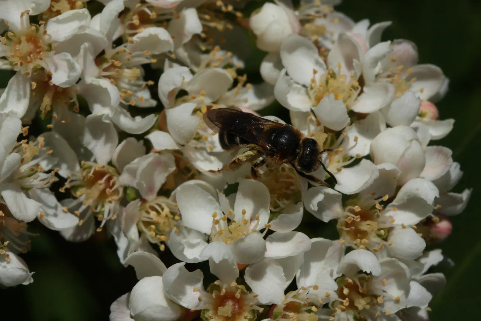 Western Mountain Ash (Sorbus Sitchensis) — white flowers in the garden
