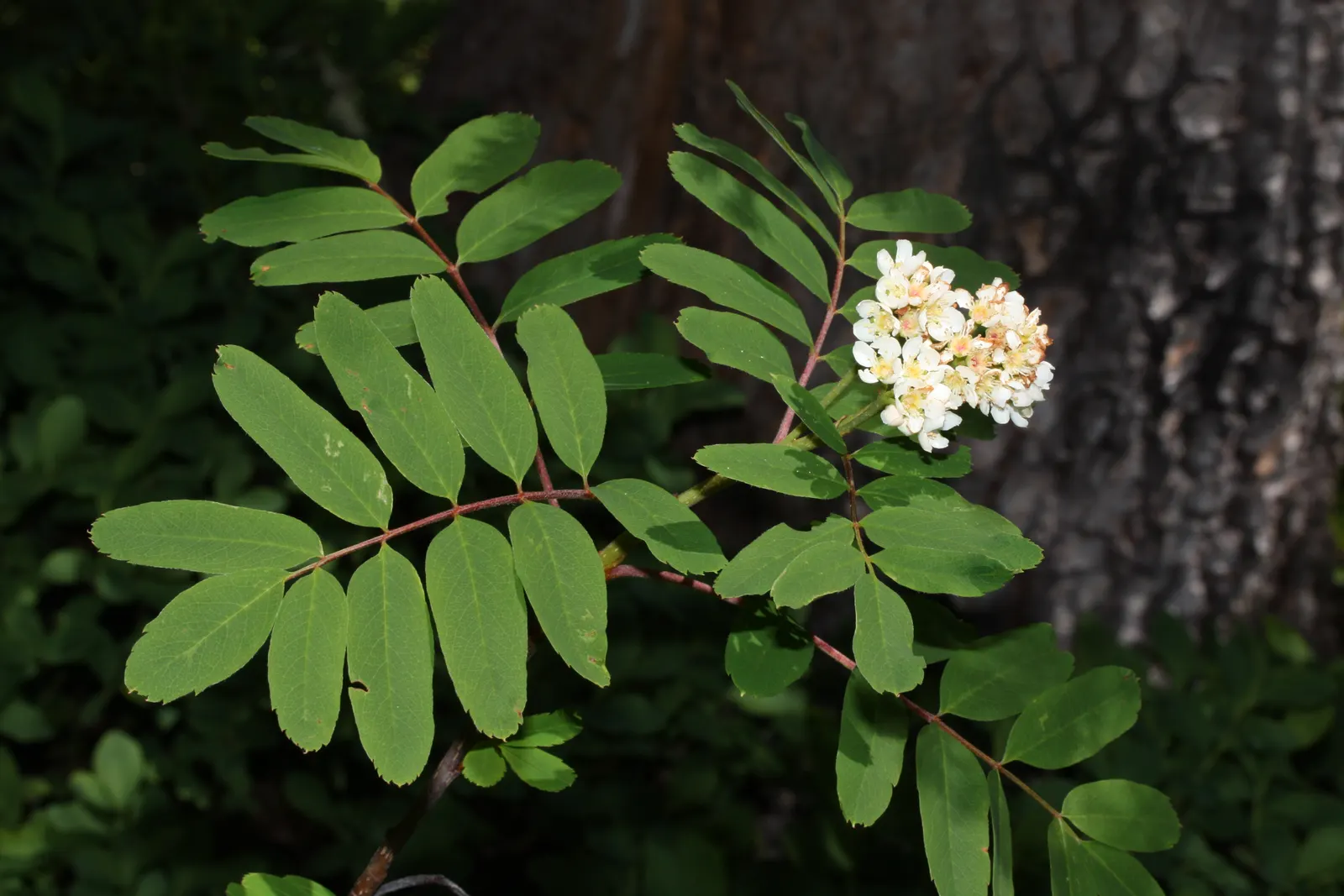 Western Mountain Ash (Sorbus Sitchensis) — It thrives in USDA Hardiness Zones 5 through 7 and appreciates full sun to partial shade