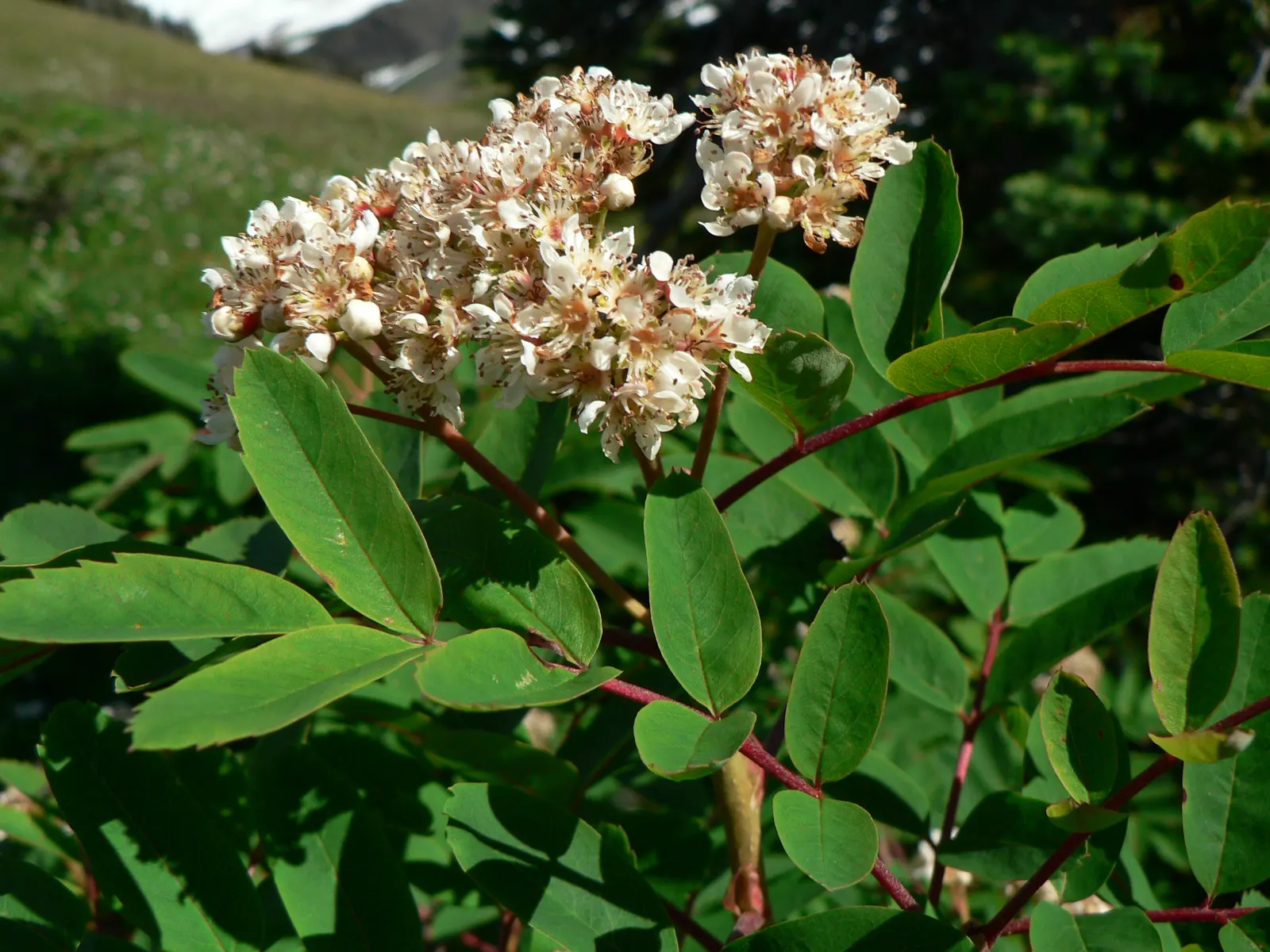 Western Mountain Ash (Sorbus Sitchensis) — plant Sorbus sitchensis in well-drained soil with medium moisture; requiring limited pruning to maintain its