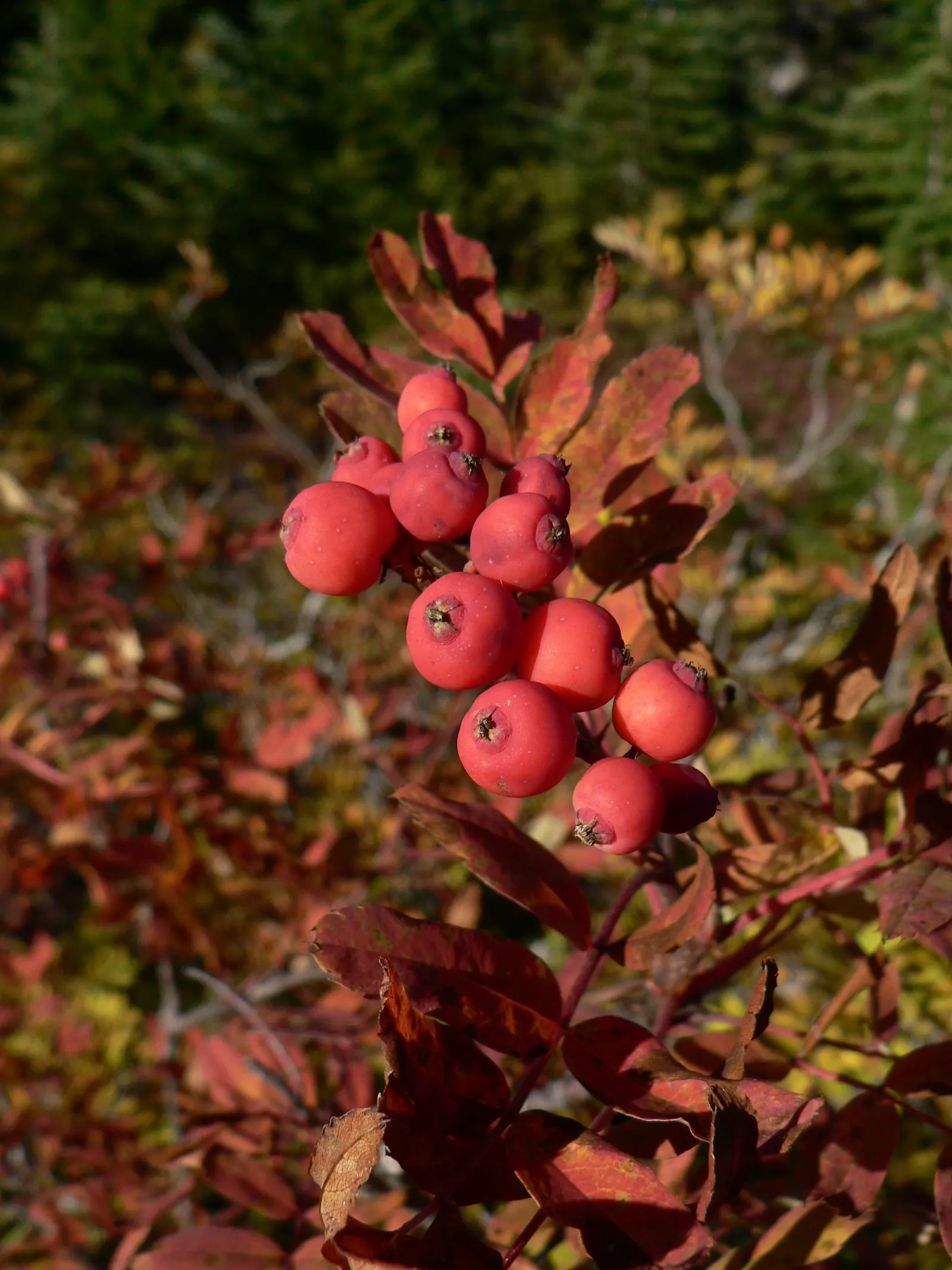 Western Mountain Ash (Sorbus Sitchensis) — making it a wise choice for environmentally conscious gardeners looking for a blend of beauty and biodiversity