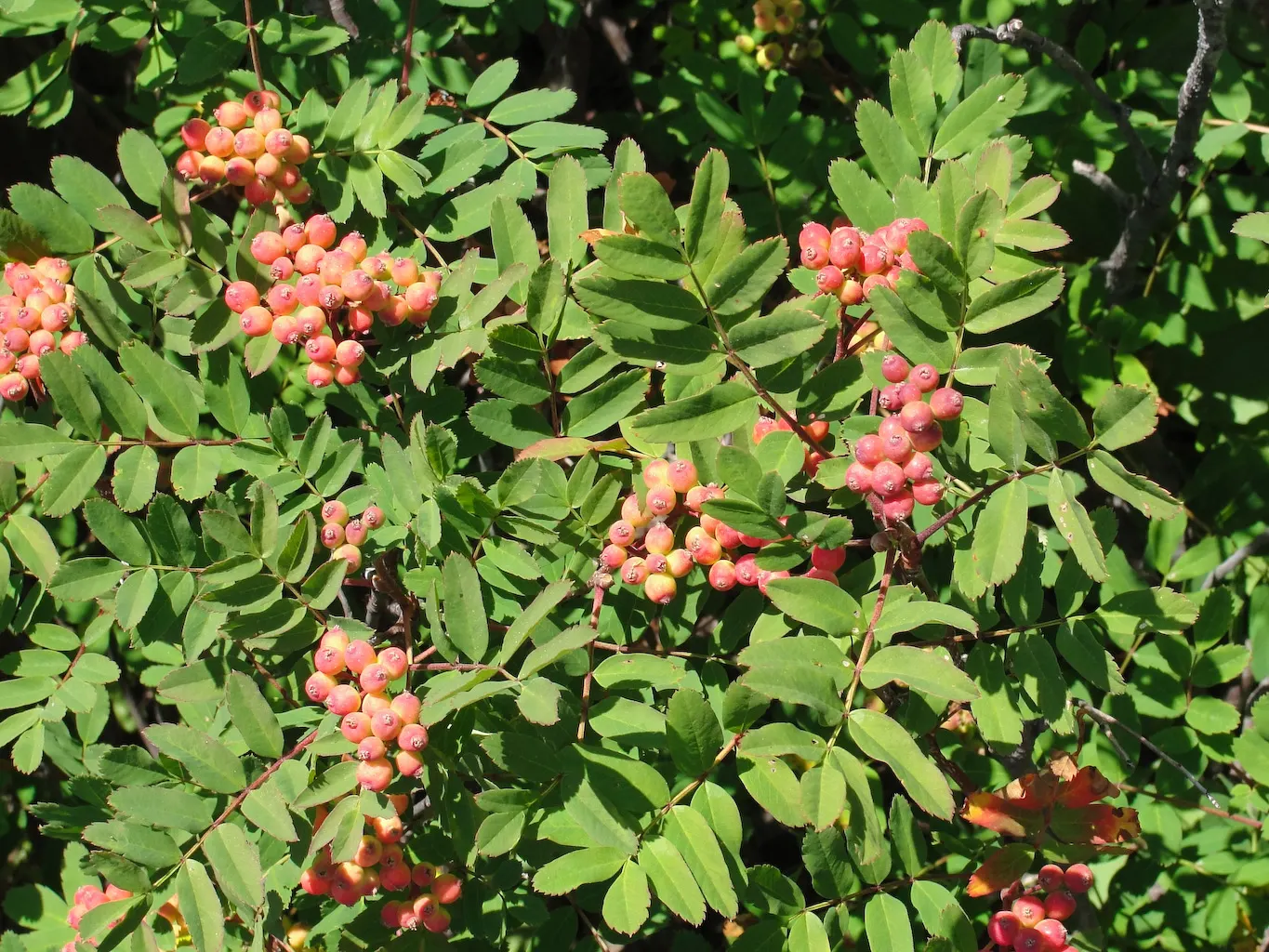 Western Mountain Ash (Sorbus Sitchensis) — Prefers moist, well-drained soils with full sun to partial shade