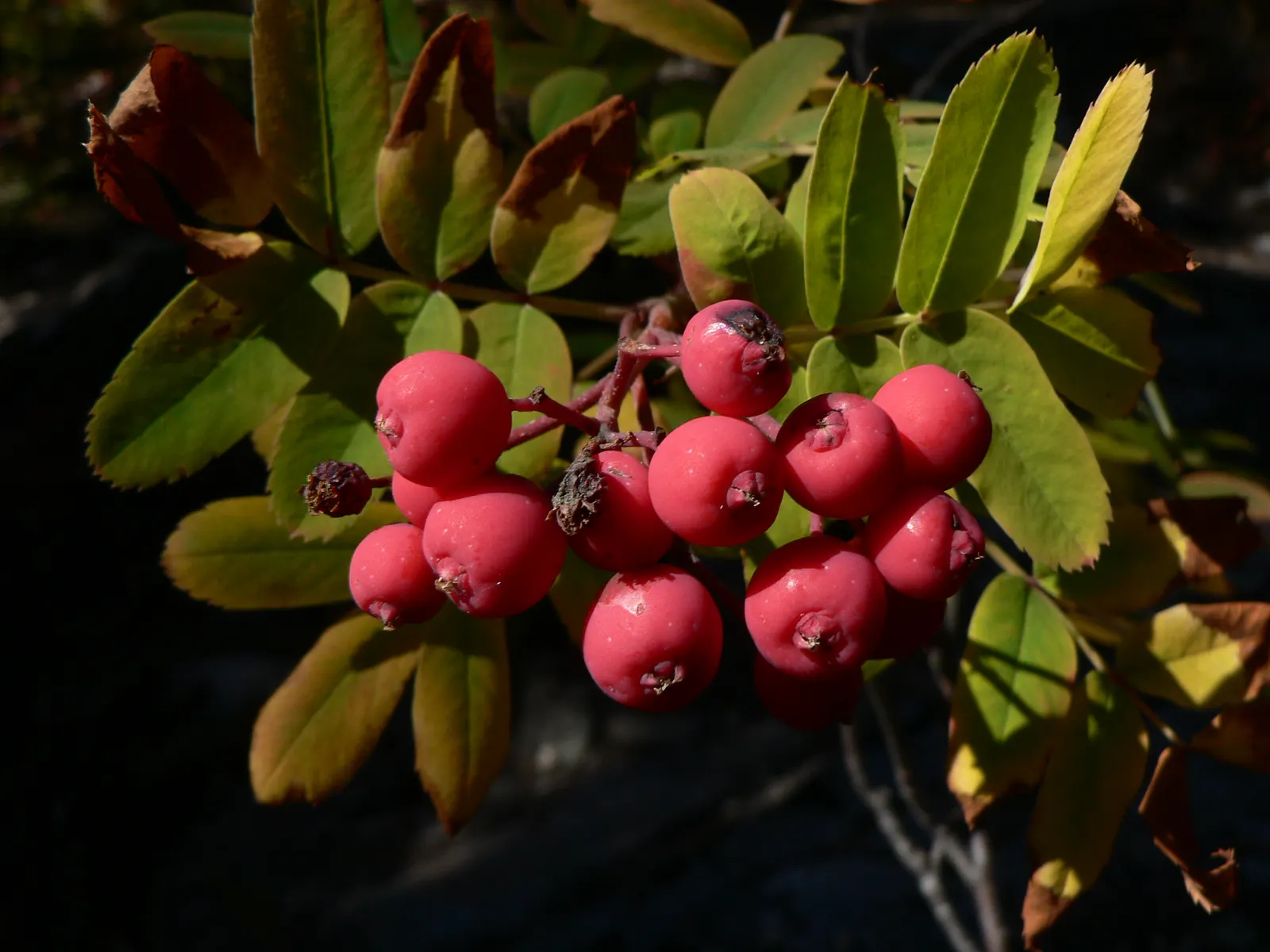 Western Mountain Ash (Sorbus Sitchensis) — Ideal for wildlife gardens and small spaces; the foliage transitions to striking shades of red and orange