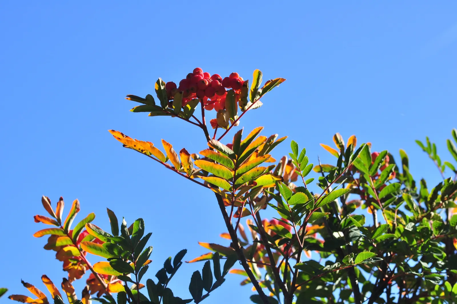 Western Mountain Ash (Sorbus Sitchensis) — which are composed of 9 to 11 leaflets; this tree is also relatively low-maintenance