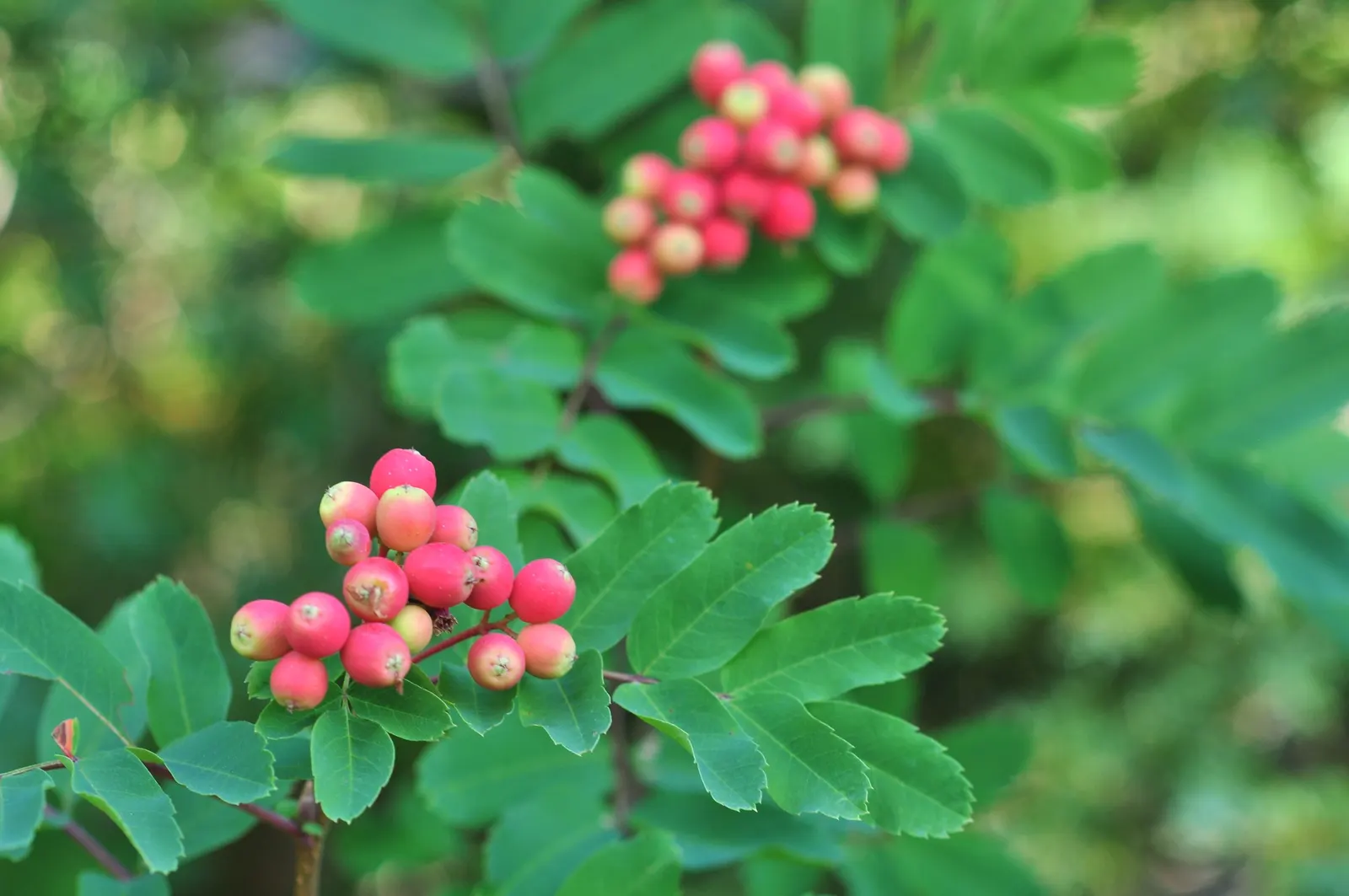 Western Mountain Ash (Sorbus Sitchensis) — This tree typically attains a height of 13-26 feet with a similar spread; the mountain ash greets gardeners with a
