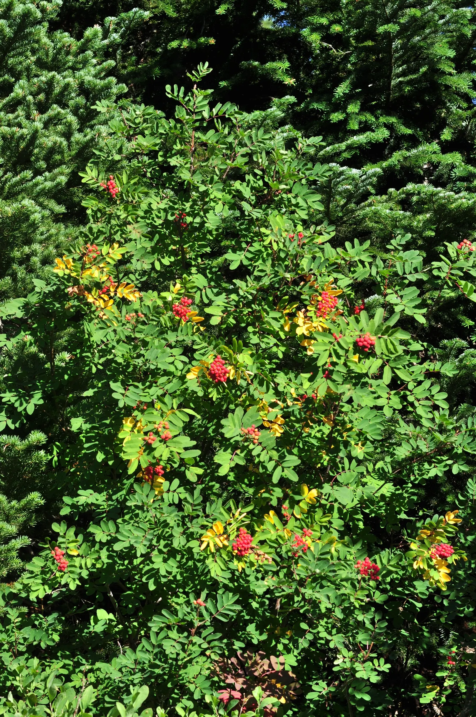 Western Mountain Ash (Sorbus Sitchensis) — the foliage transitions to striking shades of red and orange; ideal for wildlife gardens and small spaces