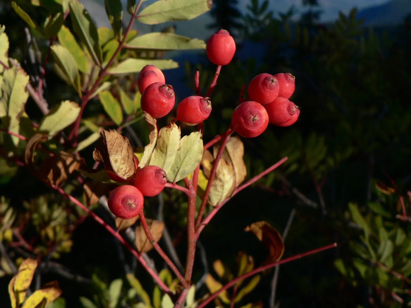 Western Mountain Ash (Sorbus Sitchensis) — Clusters of white blossoms in spring give way to orange-red berries, attracting birds; the Western Mountain Ash