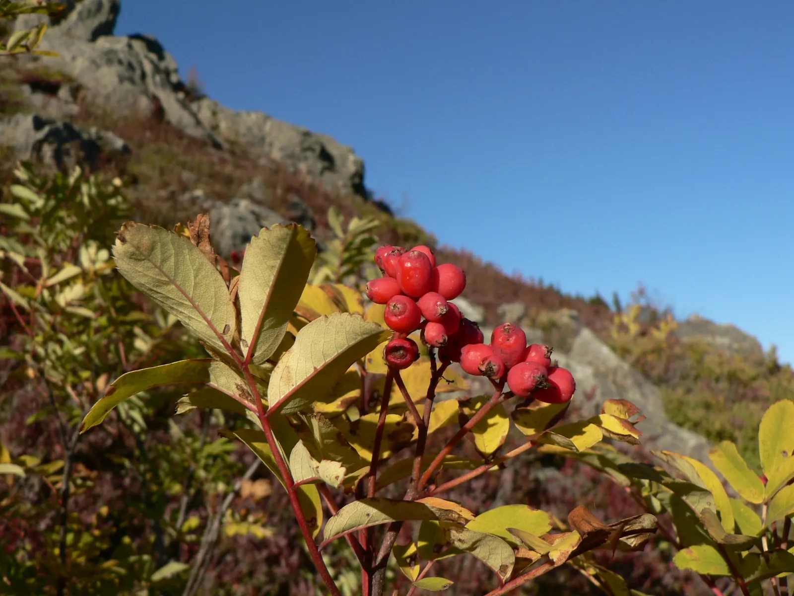 Western Mountain Ash (Sorbus Sitchensis) — shrub for full or half