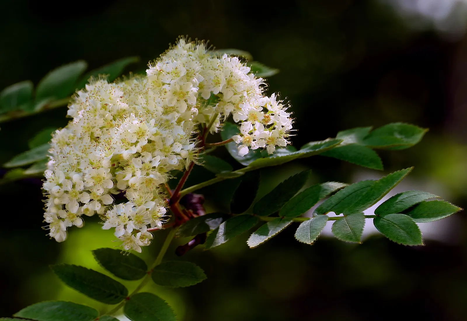 Western Mountain Ash (Sorbus Sitchensis) — adding a splash of warmth to the cooler landscape.<br><br>For best growth; each cluster stretching 4-6 inches across