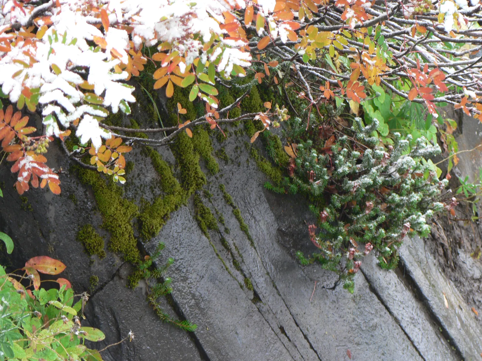 Western Mountain Ash (Sorbus Sitchensis) — requiring limited pruning to maintain its picturesque form and health
