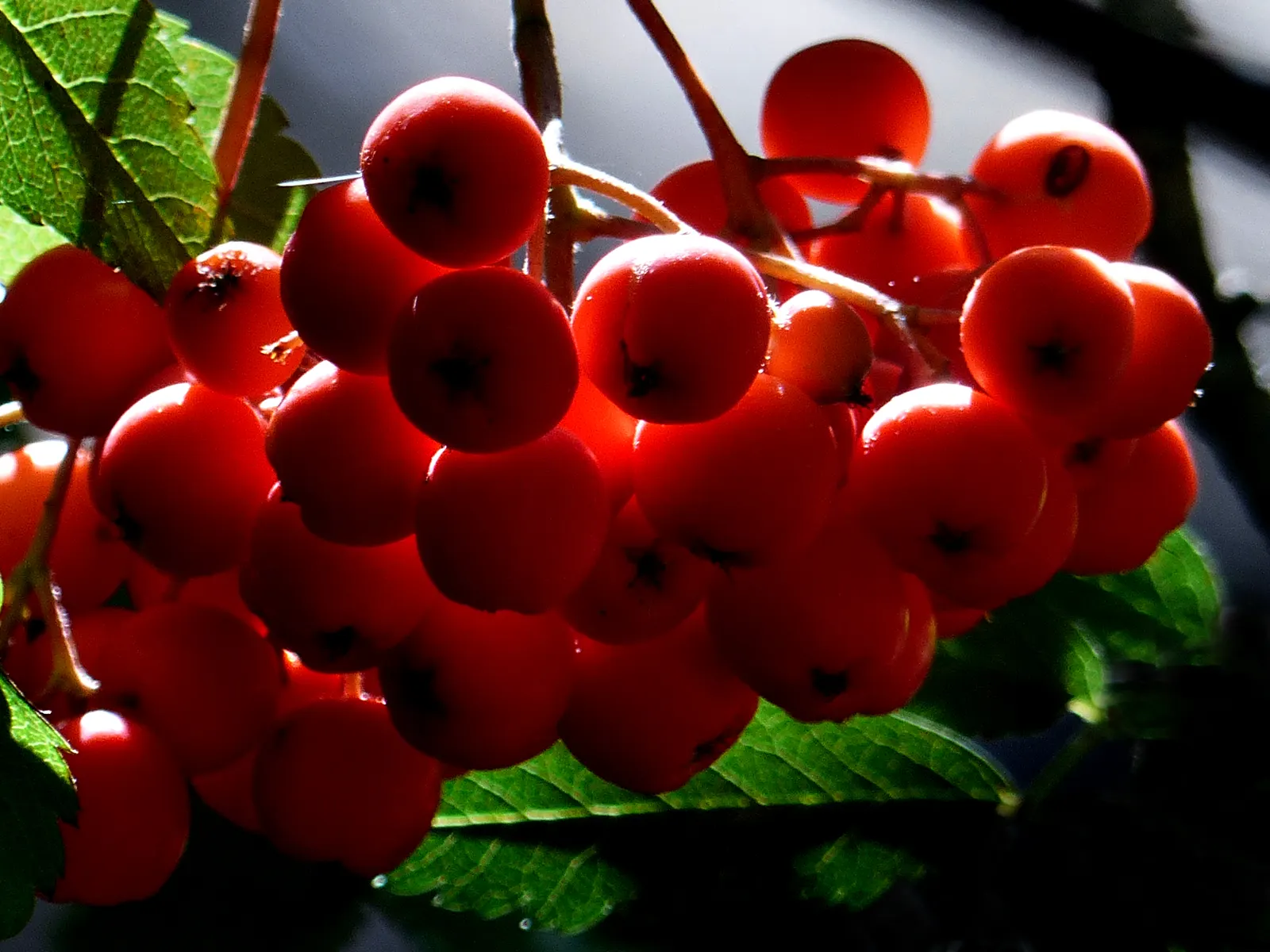 Western Mountain Ash (Sorbus Sitchensis) — the mountain ash greets gardeners with a showy display of white flowers; this tree typically attains a height of