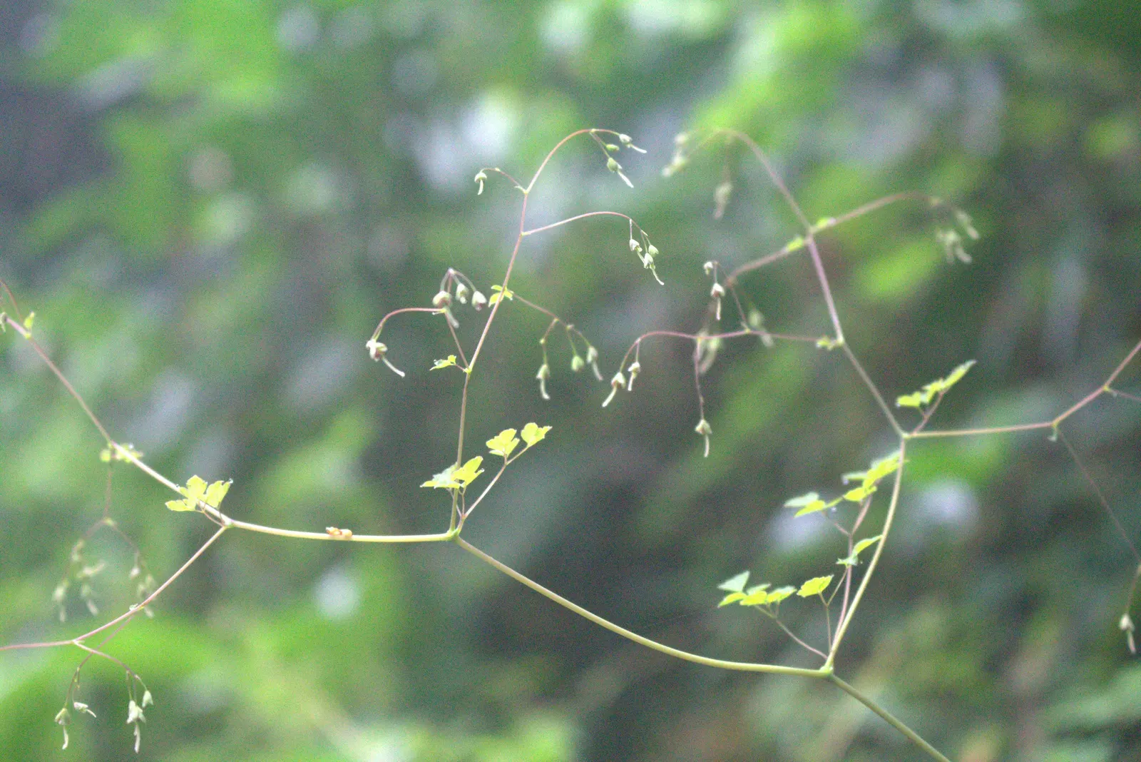 Western Mountain Ash (Sorbus Sitchensis) — which are composed of 9 to 11 leaflets