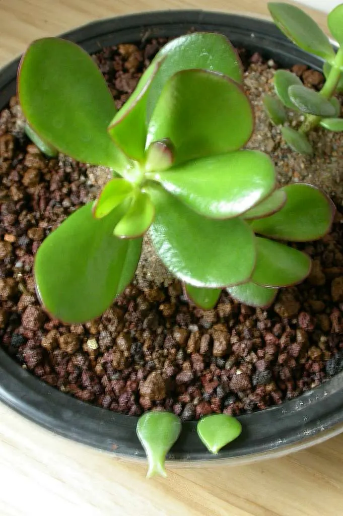 Elephant Mat (Portulacaria Afra Minima) — Portulacaria afra 'Minima', commonly known as Dwarf Elephant Bush, is a compact succulent shrub