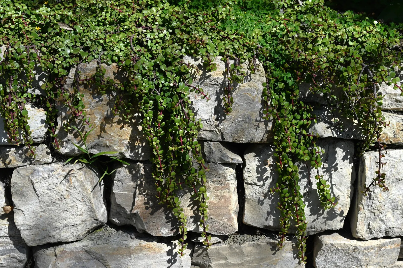 Elephant Mat (Portulacaria Afra Minima) — It maintains a height and spread of about 8-12 inches