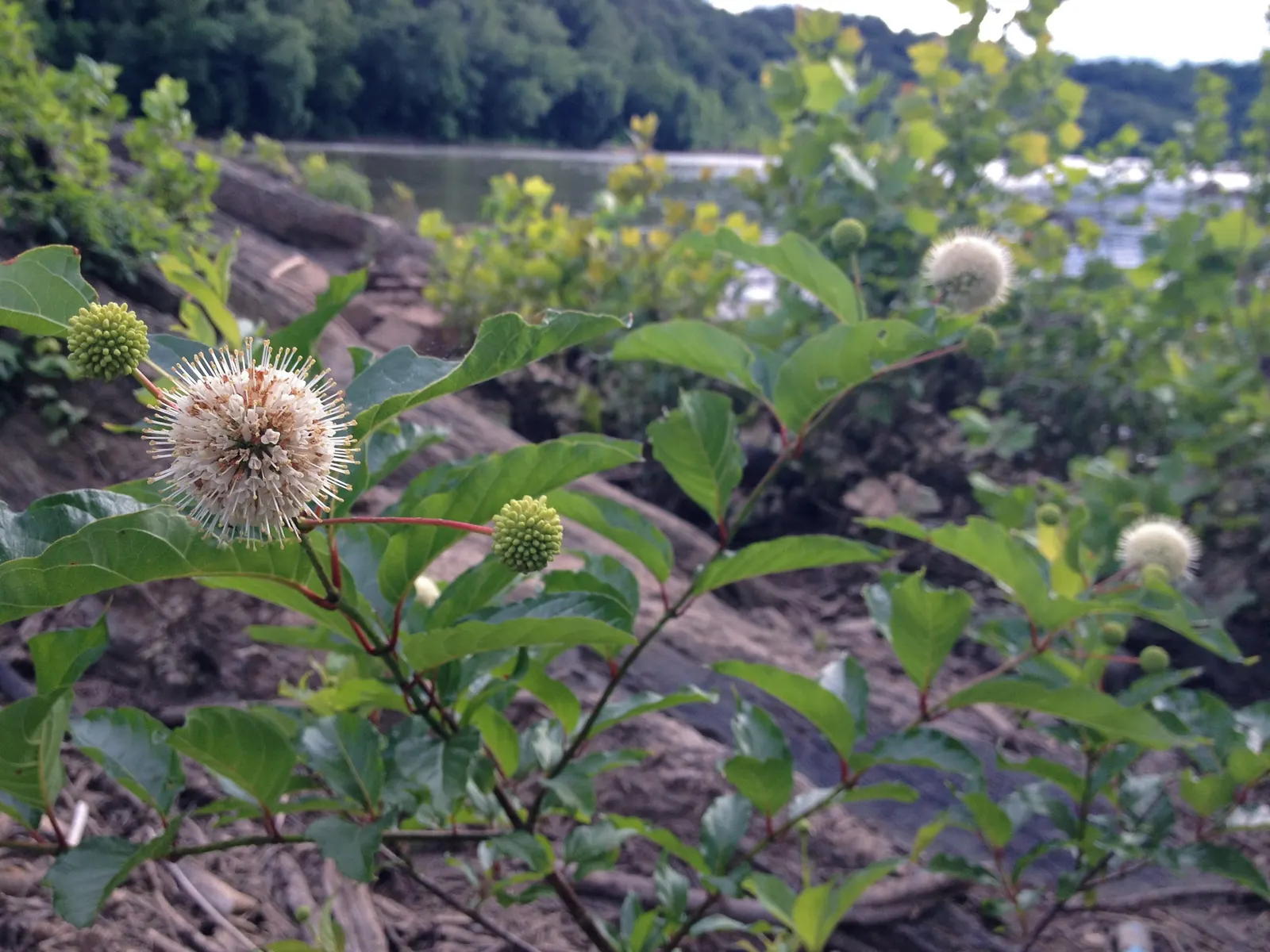 Buttonbush (Cephalanthus Occidentalis) — Grown largely for its distinctive spherical flower clusters