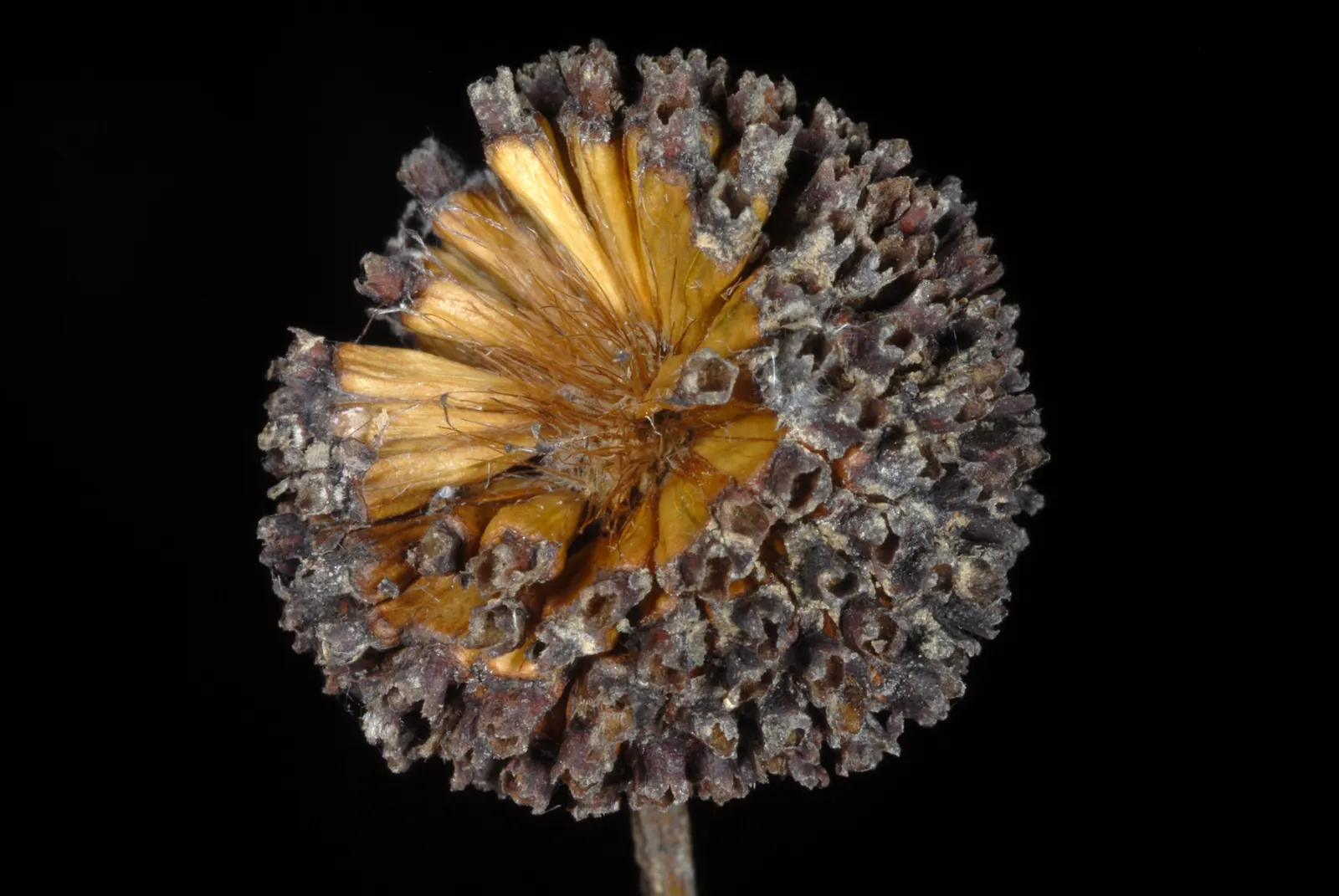 Buttonbush (Cephalanthus Occidentalis) — consider its mature size for optimum placement; offering visual interest in the dormant season and serving as a food
