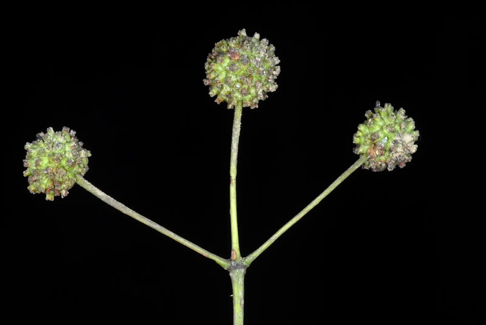 Buttonbush (Cephalanthus Occidentalis) — white flowers in the garden