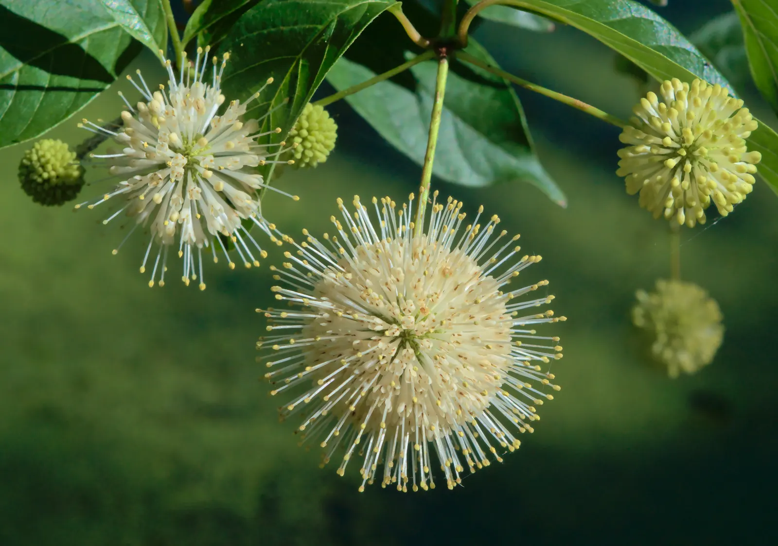Buttonbush (Cephalanthus Occidentalis) — complemented by reddish-brown; buttonbush's foliage shifts to a captivating yellow