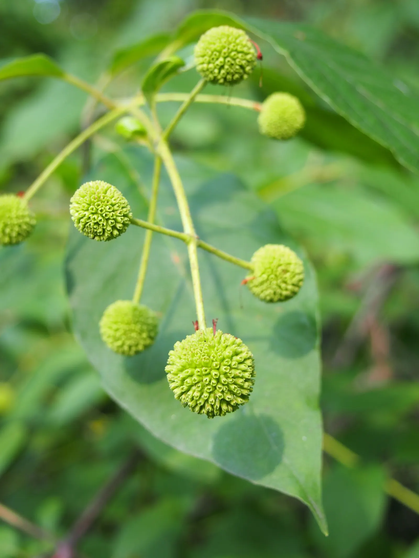 Buttonbush (Cephalanthus Occidentalis) — which thrives in USDA zones 5-9; nut-like fruit that persists into winter, image 53