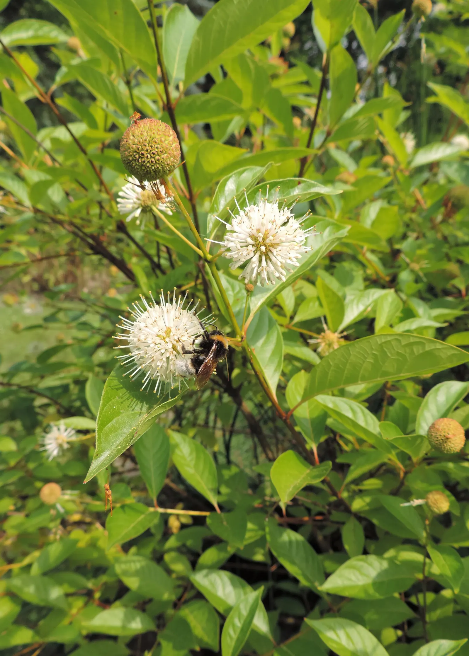 Buttonbush (Cephalanthus Occidentalis) — enhancing the biodiversity of the setting.<br><br>In autumn; typically reaching 6-12 feet in height, image 90