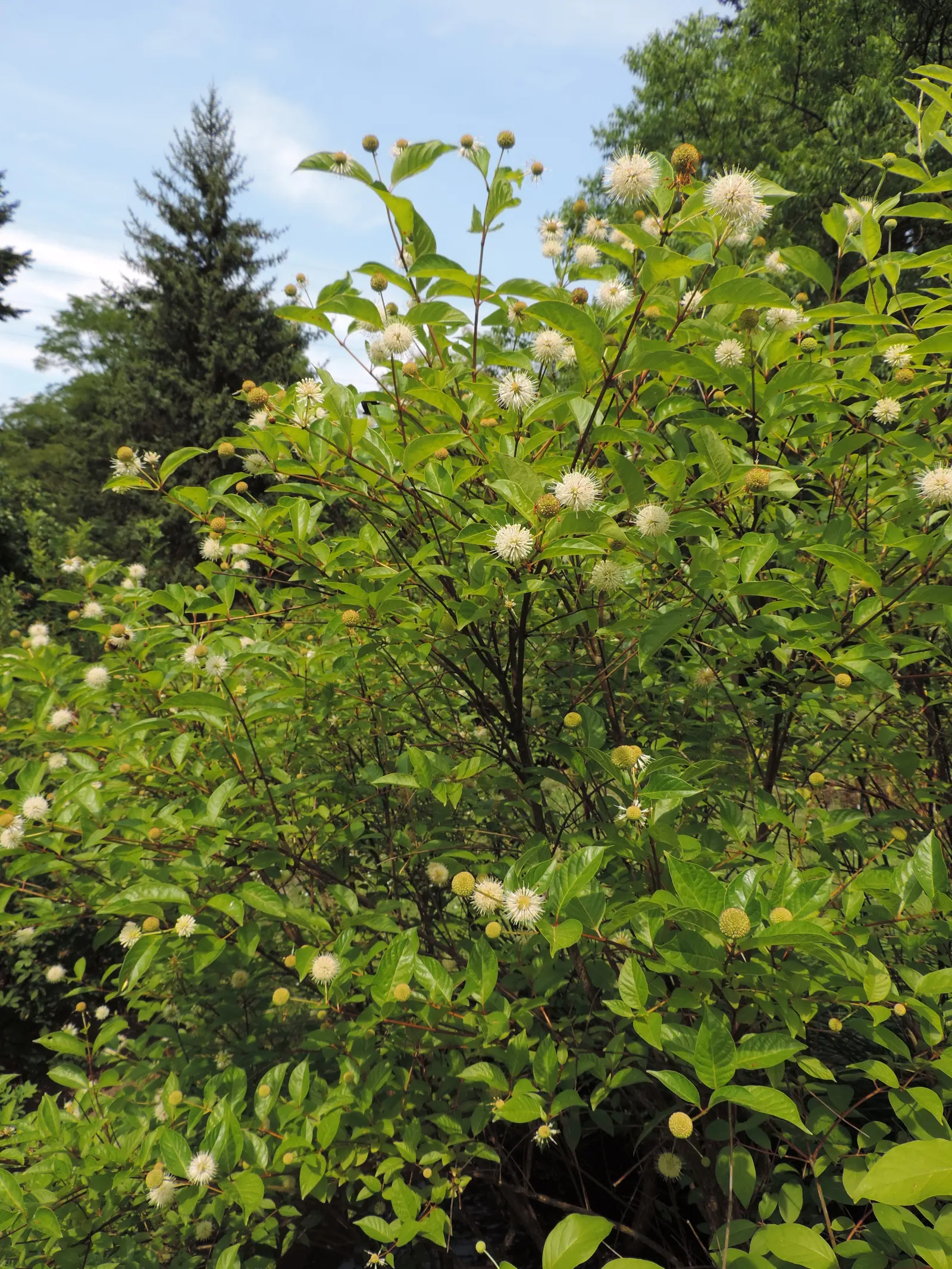Buttonbush (Cephalanthus Occidentalis) — Buttonbush typically flourishes in USDA hardiness zones 5 through 10