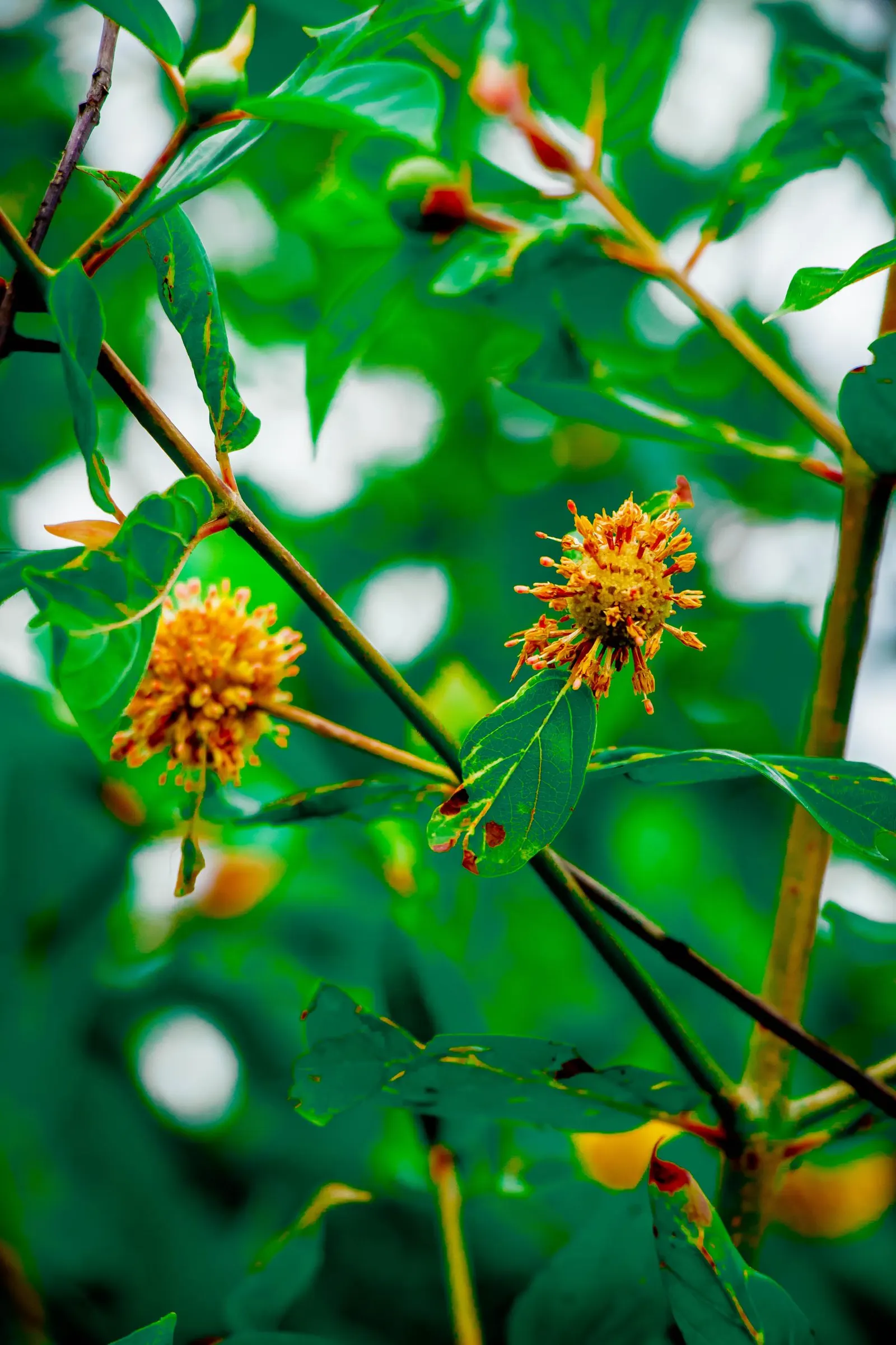Buttonbush (Cephalanthus Occidentalis) — commonly known as Buttonbush; which thrives in USDA zones 5-9