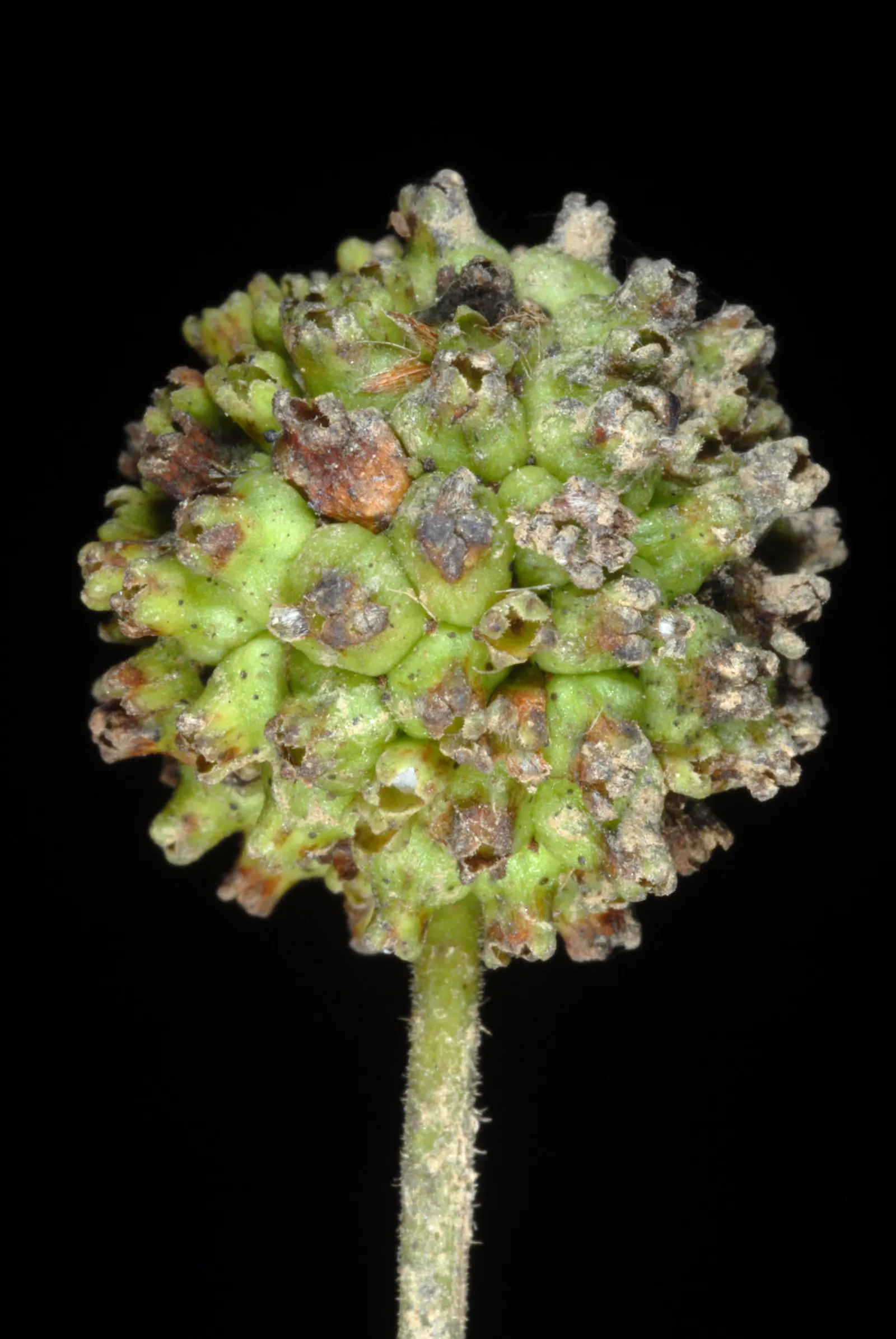 Buttonbush (Cephalanthus Occidentalis) — Showcasing glossy green leaves and fragrant round flower clusters in summer; shrub for full or half, image 104
