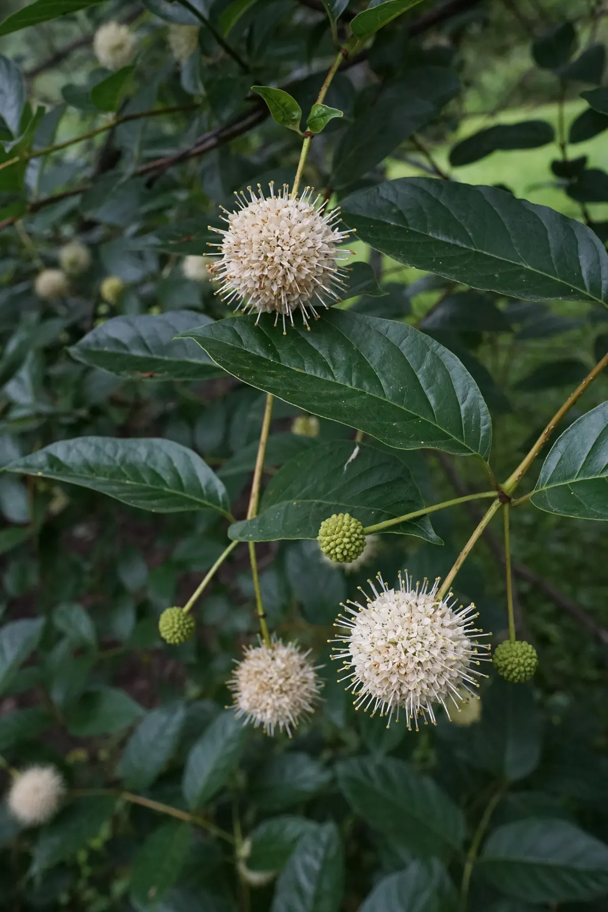 Buttonbush (Cephalanthus Occidentalis) — complemented by reddish-brown; buttonbush's foliage shifts to a captivating yellow, image 67