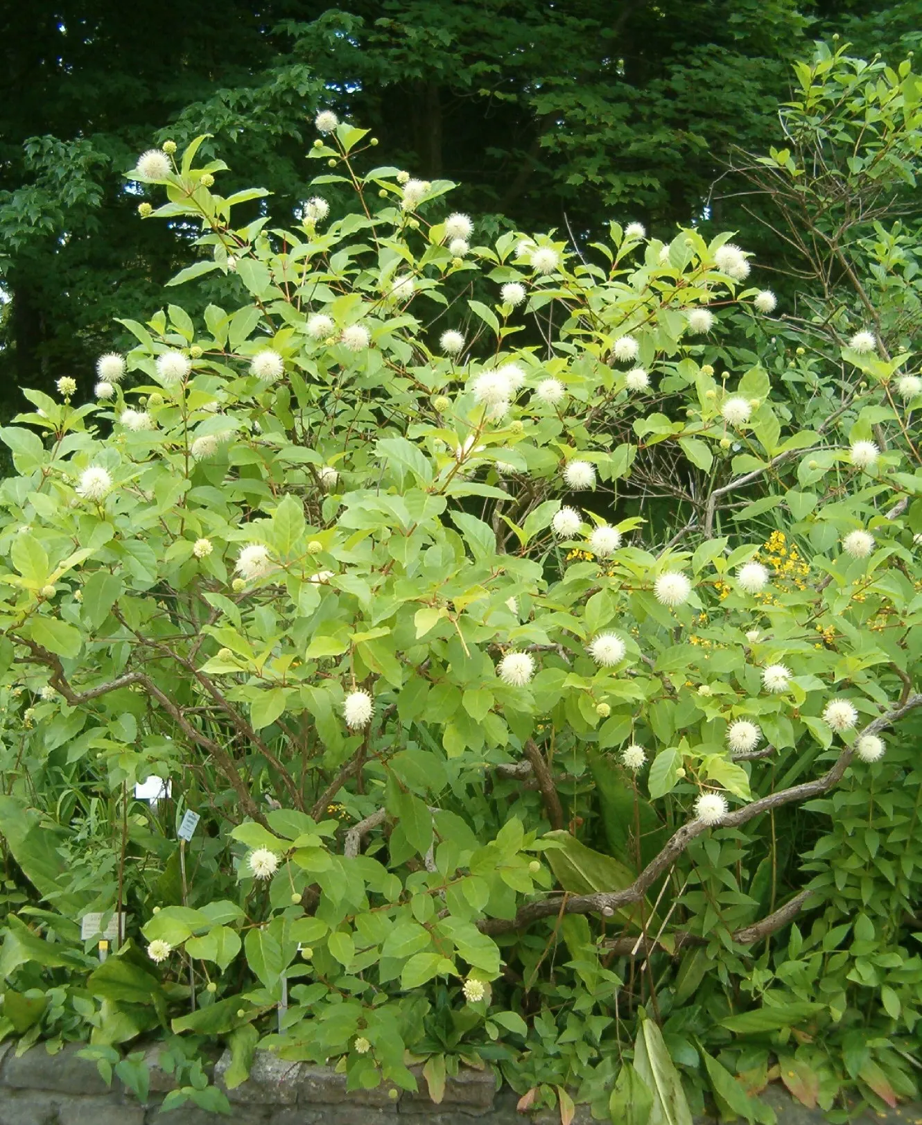 Buttonbush (Cephalanthus Occidentalis) — and allow it room to spread for all to enjoy its year-round beauty and ecological contributions; buttonbush