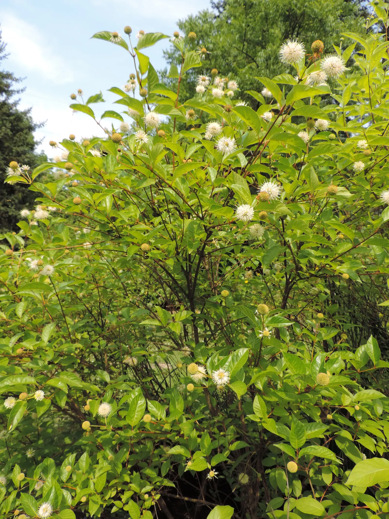 Buttonbush (Cephalanthus Occidentalis) — commonly known as Buttonbush; which thrives in USDA zones 5-9, image 83