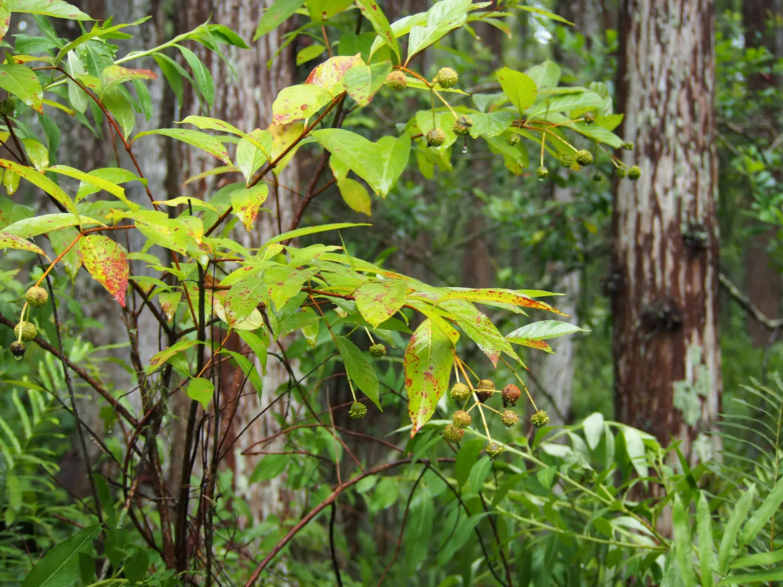 Buttonbush (Cephalanthus Occidentalis) — shrub with white blooms; enhancing the biodiversity of the setting.<br><br>In autumn, image 74