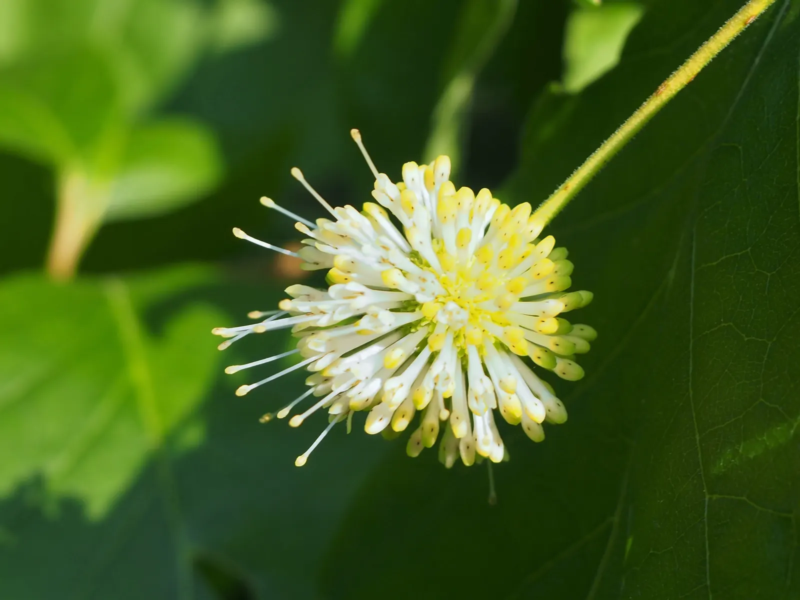 Buttonbush (Cephalanthus Occidentalis) — Its tolerance for standing water makes it an ideal choice for rain gardens; prefers full sun to partial, image 62