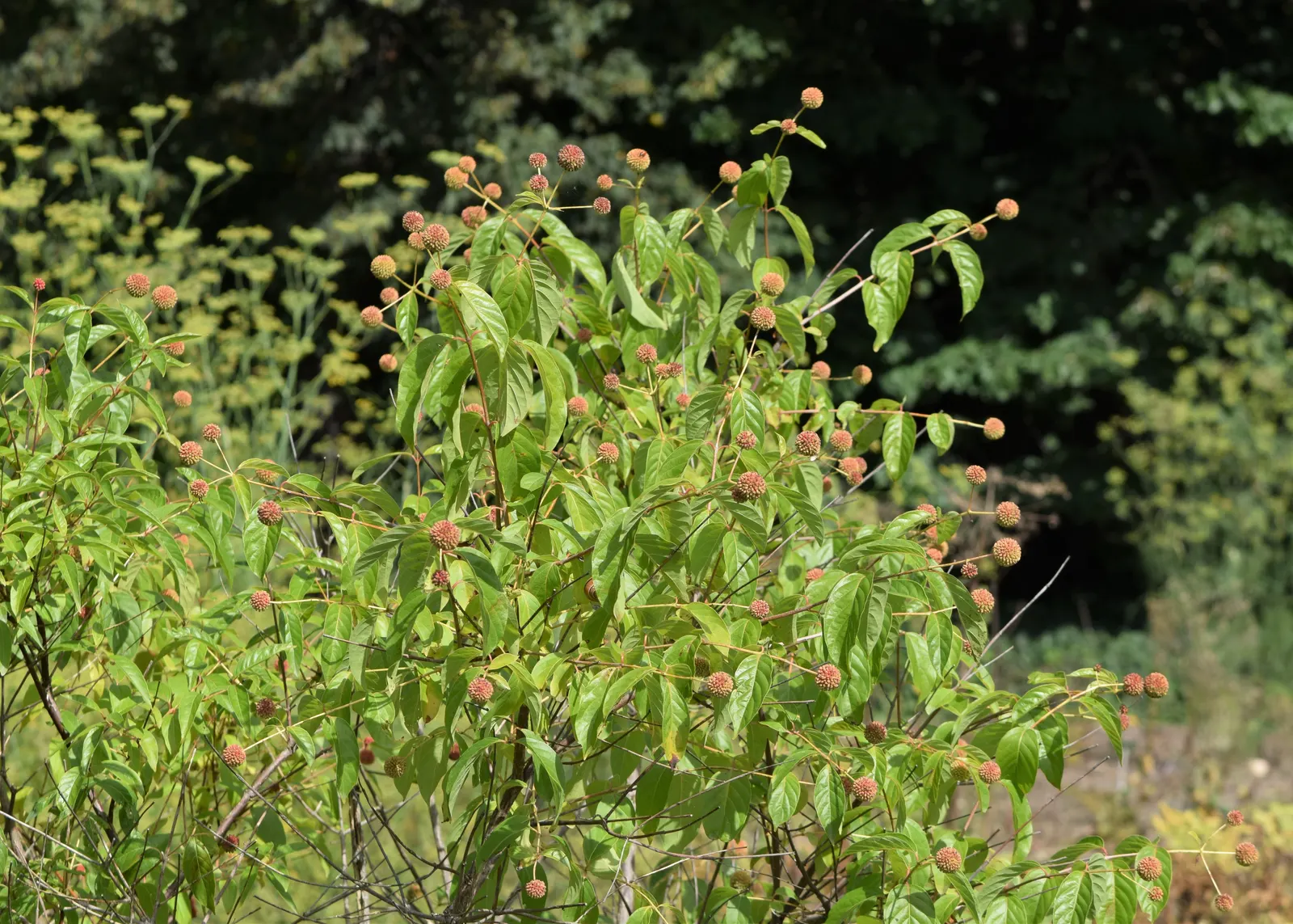 Buttonbush (Cephalanthus Occidentalis) — When incorporating Cephalanthus occidentalis into the landscape