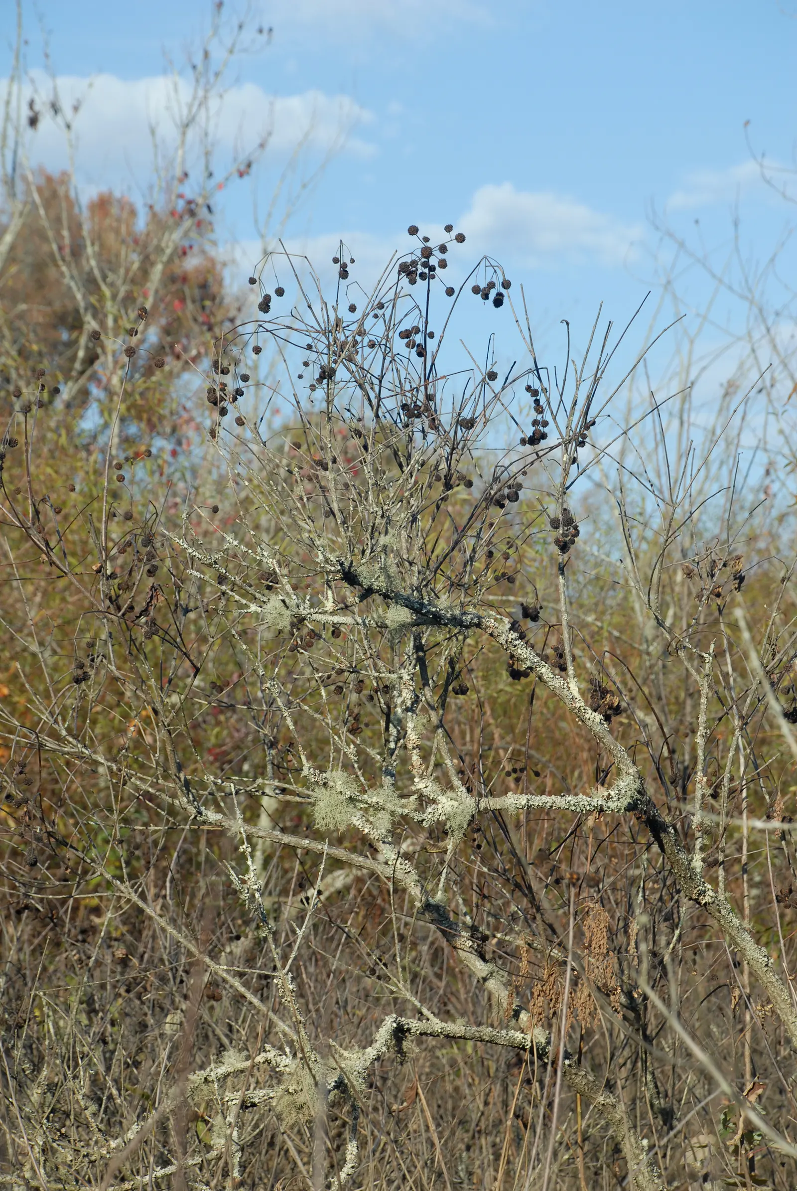 Buttonbush (Cephalanthus Occidentalis) — Excellent for enhancing wetland areas or rain gardens.<UFunction Complete 70 Word Limit>; consider its, image 82
