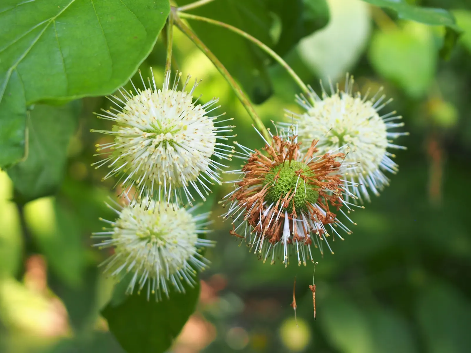 Buttonbush (Cephalanthus Occidentalis) — which thrives in USDA zones 5-9; nut-like fruit that persists into winter