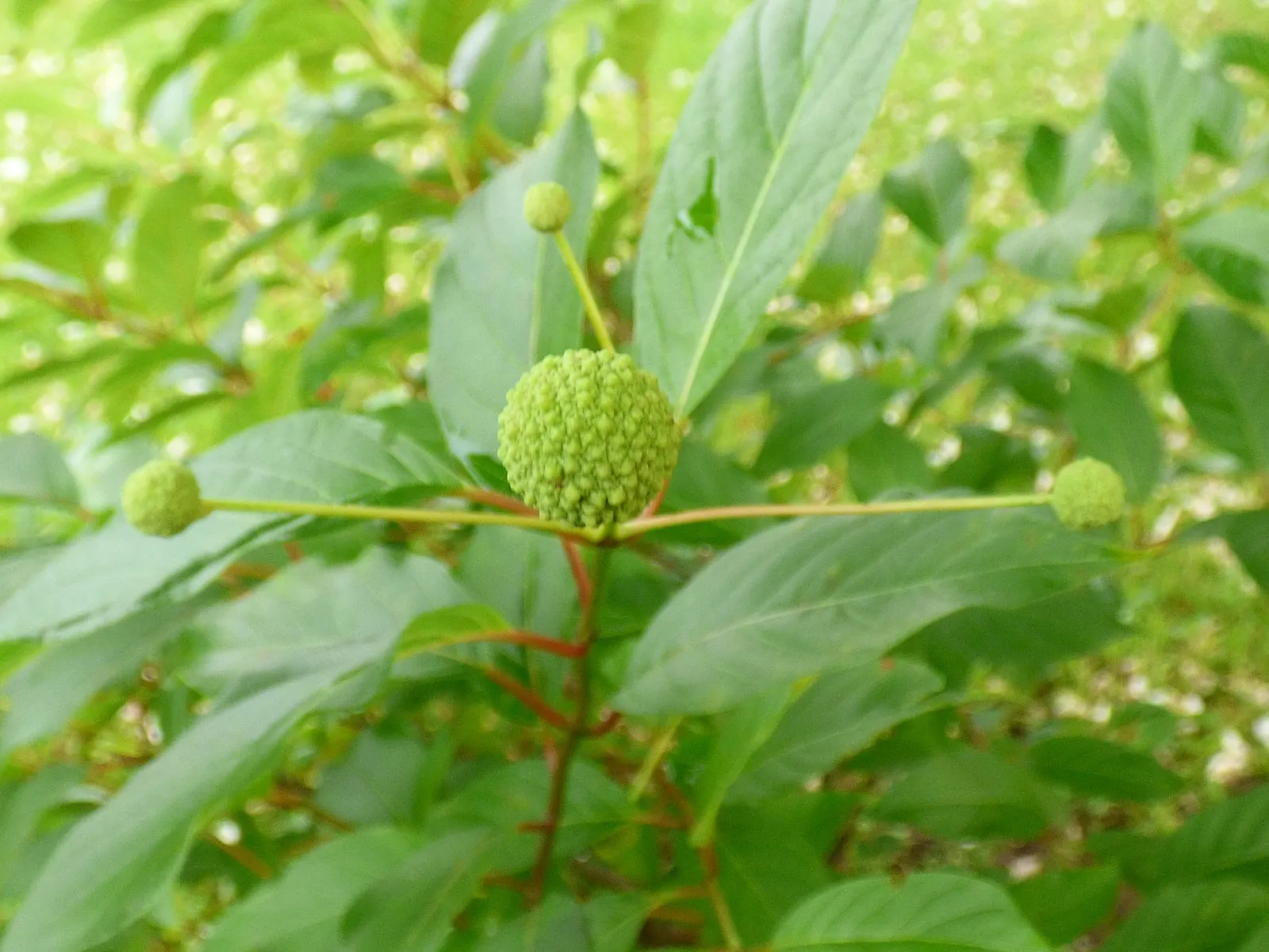 Buttonbush (Cephalanthus Occidentalis) — typically reaching 6-12 feet in height; reaching heights of 6 to 12 feet with a spread nearly as wide, image 77