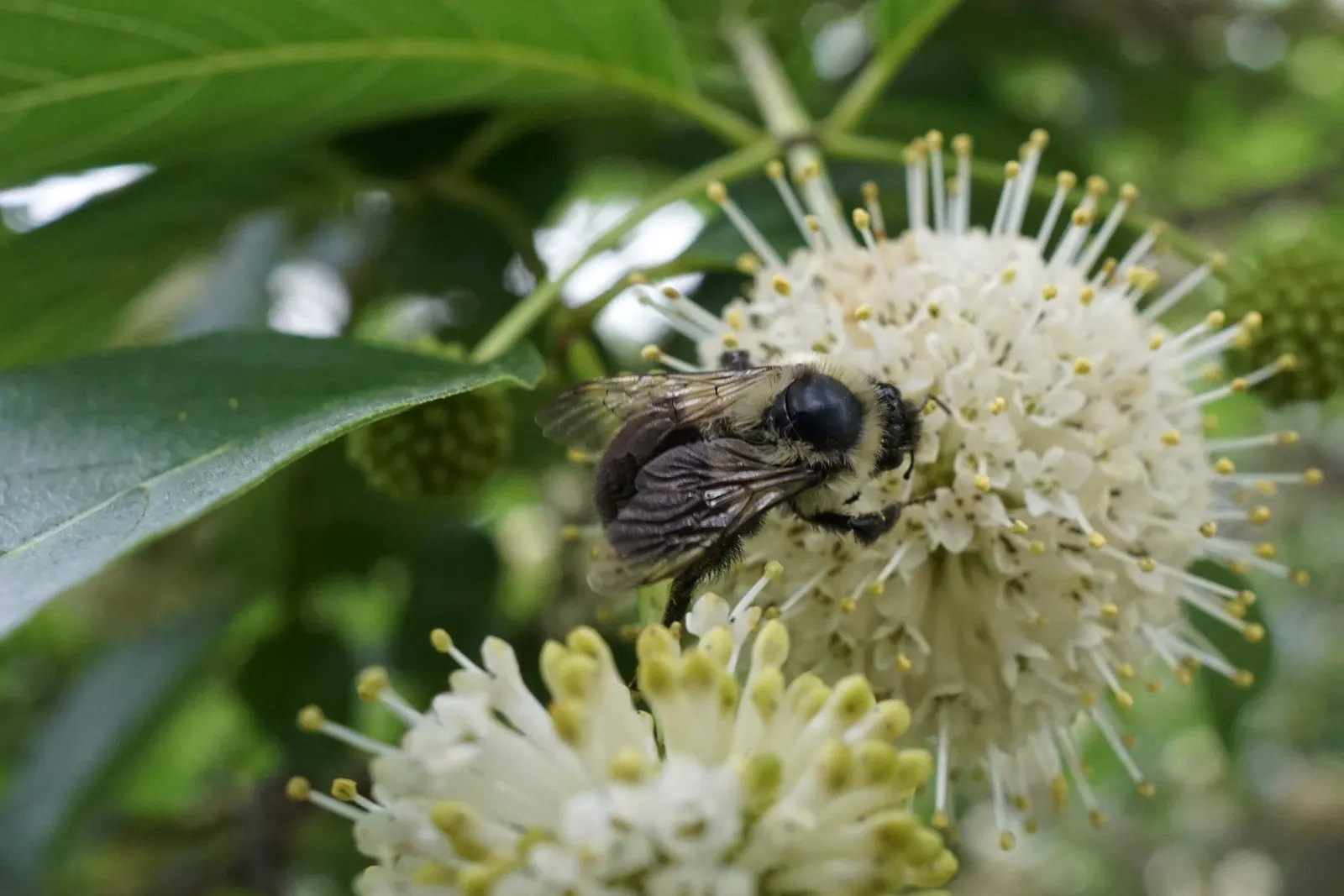 Buttonbush (Cephalanthus Occidentalis) — Buttonbush (Cephalanthus occidentalis) is a multi-stemmed shrub; showcasing glossy green leaves and fragrant round