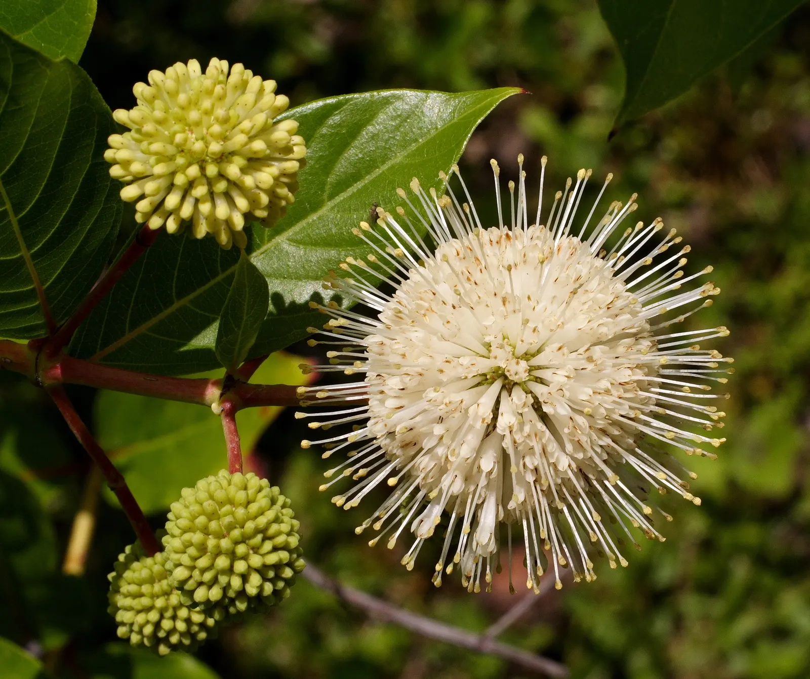 Buttonbush (Cephalanthus Occidentalis) — Buttonbush's foliage shifts to a captivating yellow; grown largely for its distinctive spherical flower, image 66