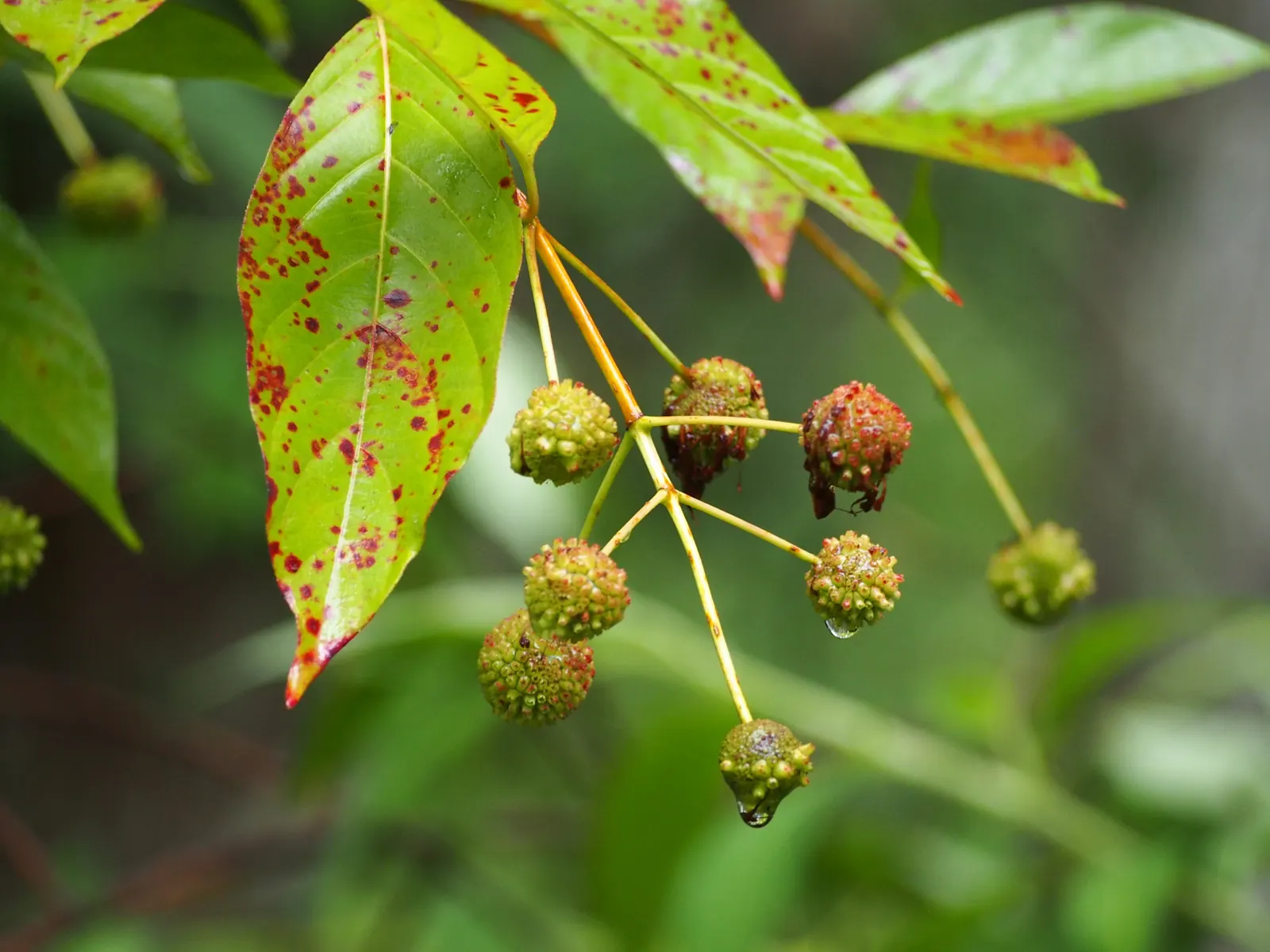 Buttonbush (Cephalanthus Occidentalis) — Its tolerance for standing water makes it an ideal choice for rain gardens