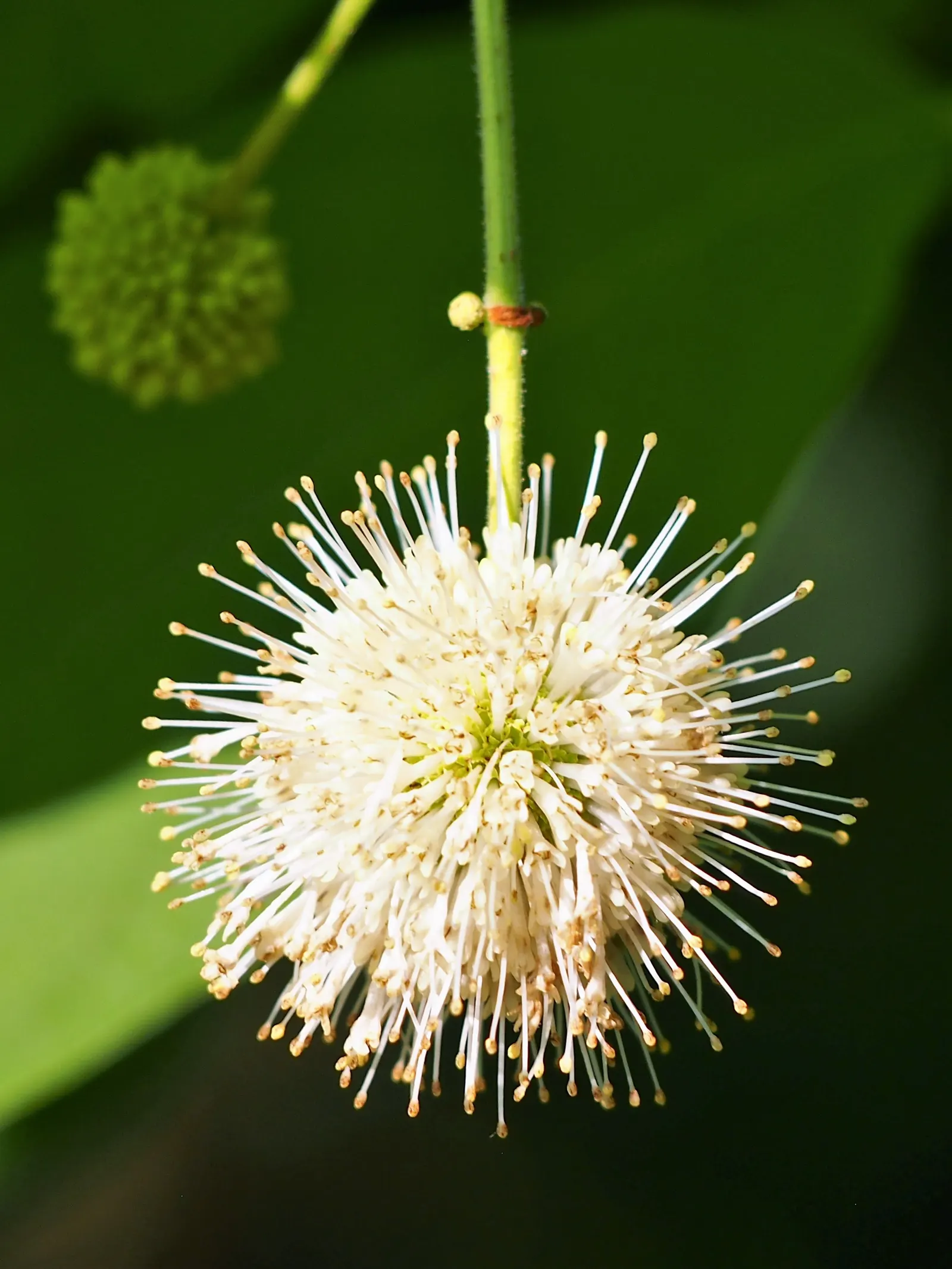 Buttonbush (Cephalanthus Occidentalis) — Buttonbush typically flourishes in USDA hardiness zones 5 through 10; complemented by reddish-brown