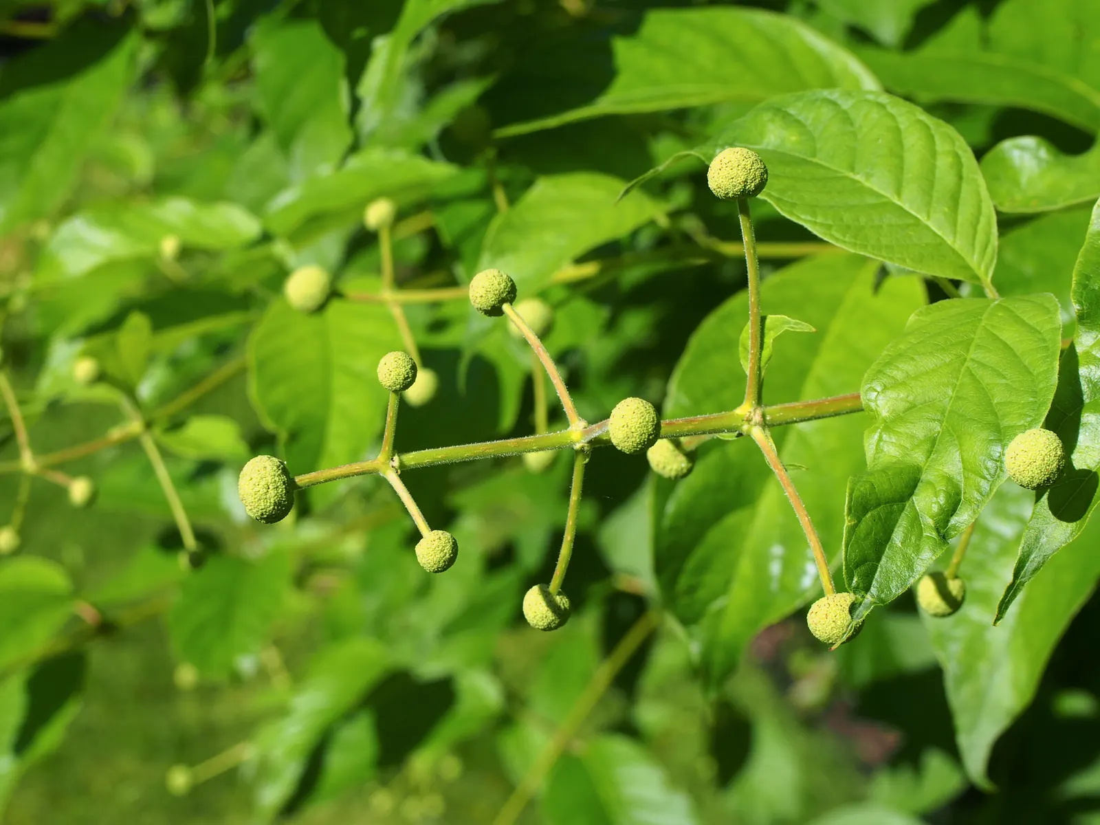 Buttonbush (Cephalanthus Occidentalis) — or other riparian contexts, image 38