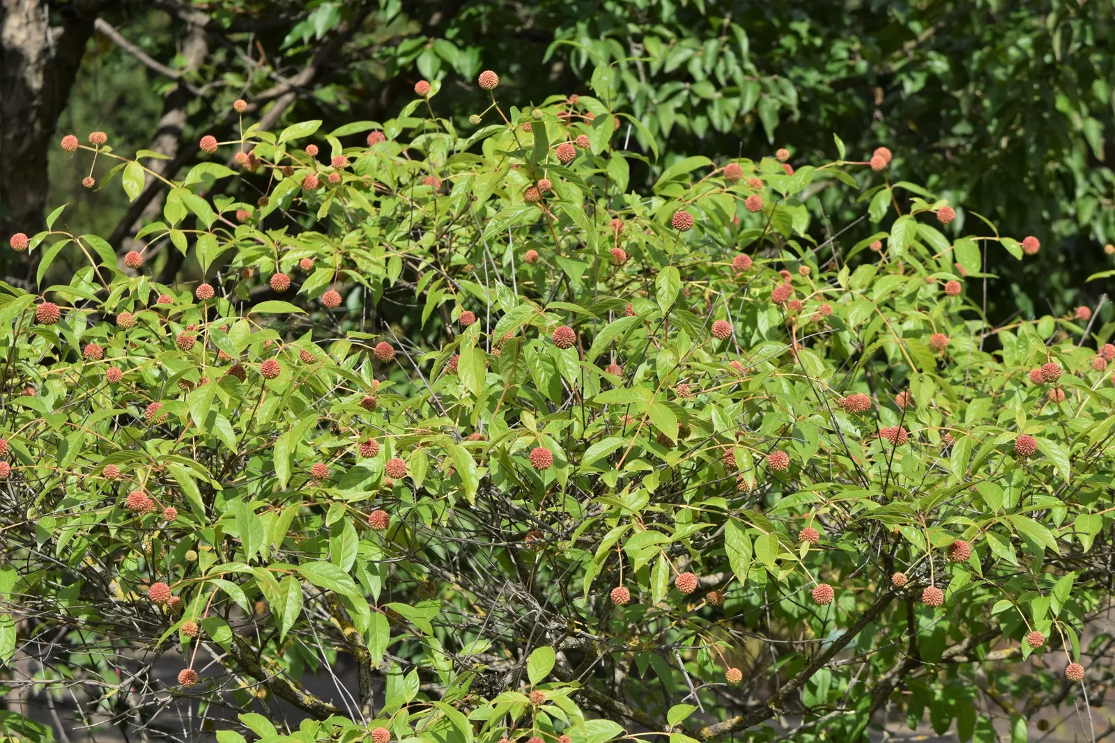 Buttonbush (Cephalanthus Occidentalis) — Prefers full sun to partial shade with moist soil conditions