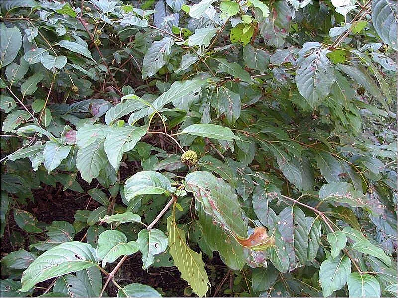Buttonbush (Cephalanthus Occidentalis) — reaching up to 6 inches long